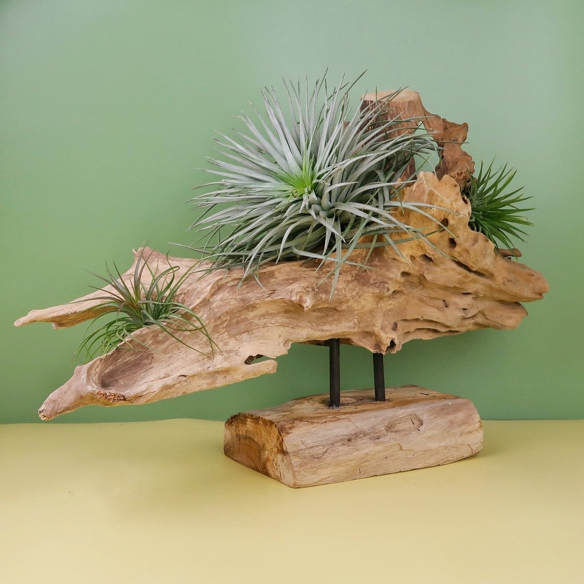 Airplant Holder Root Narvjk – Ansicht 6