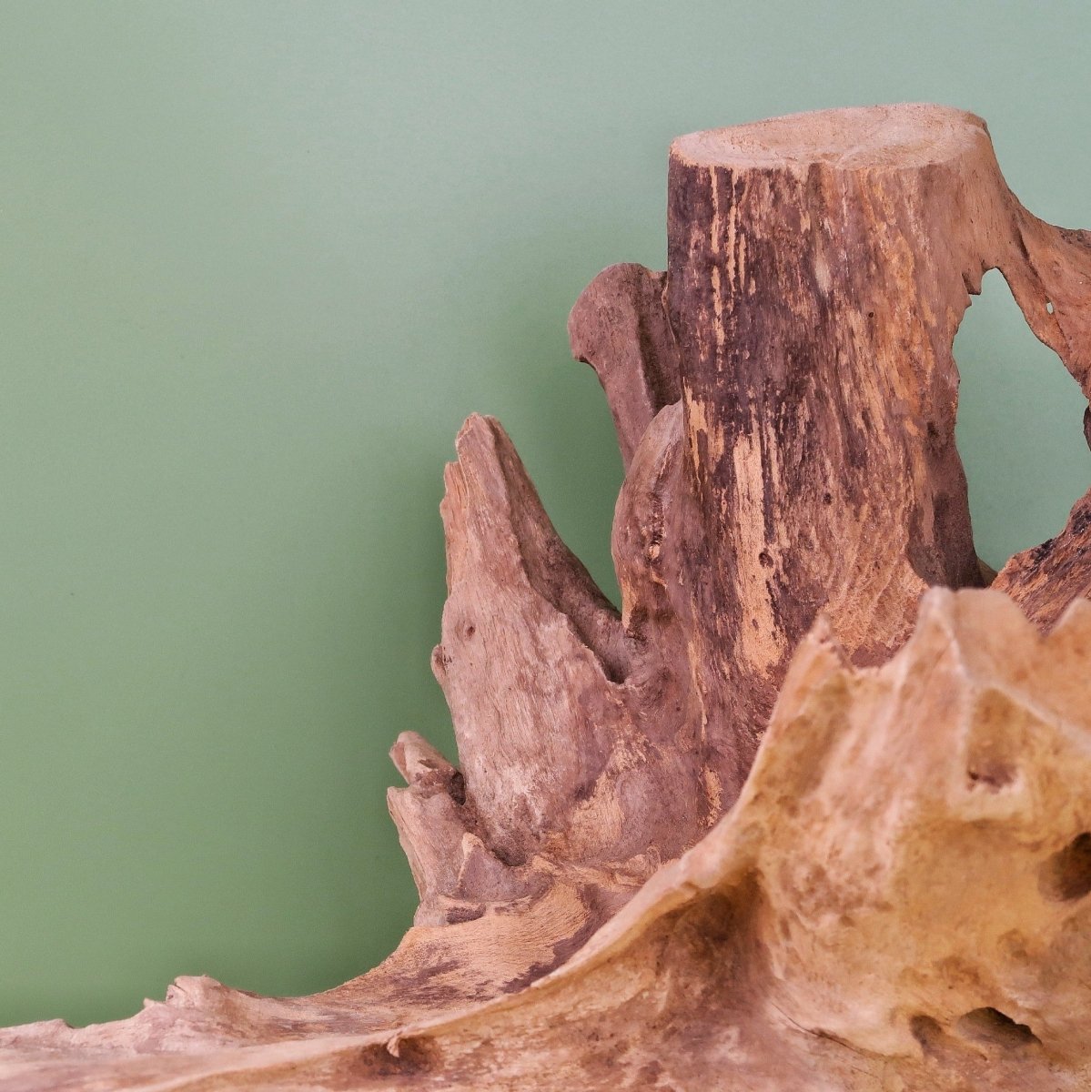 Airplant Holder Root Narvjk, natürliche Halterung für Luftpflanzen