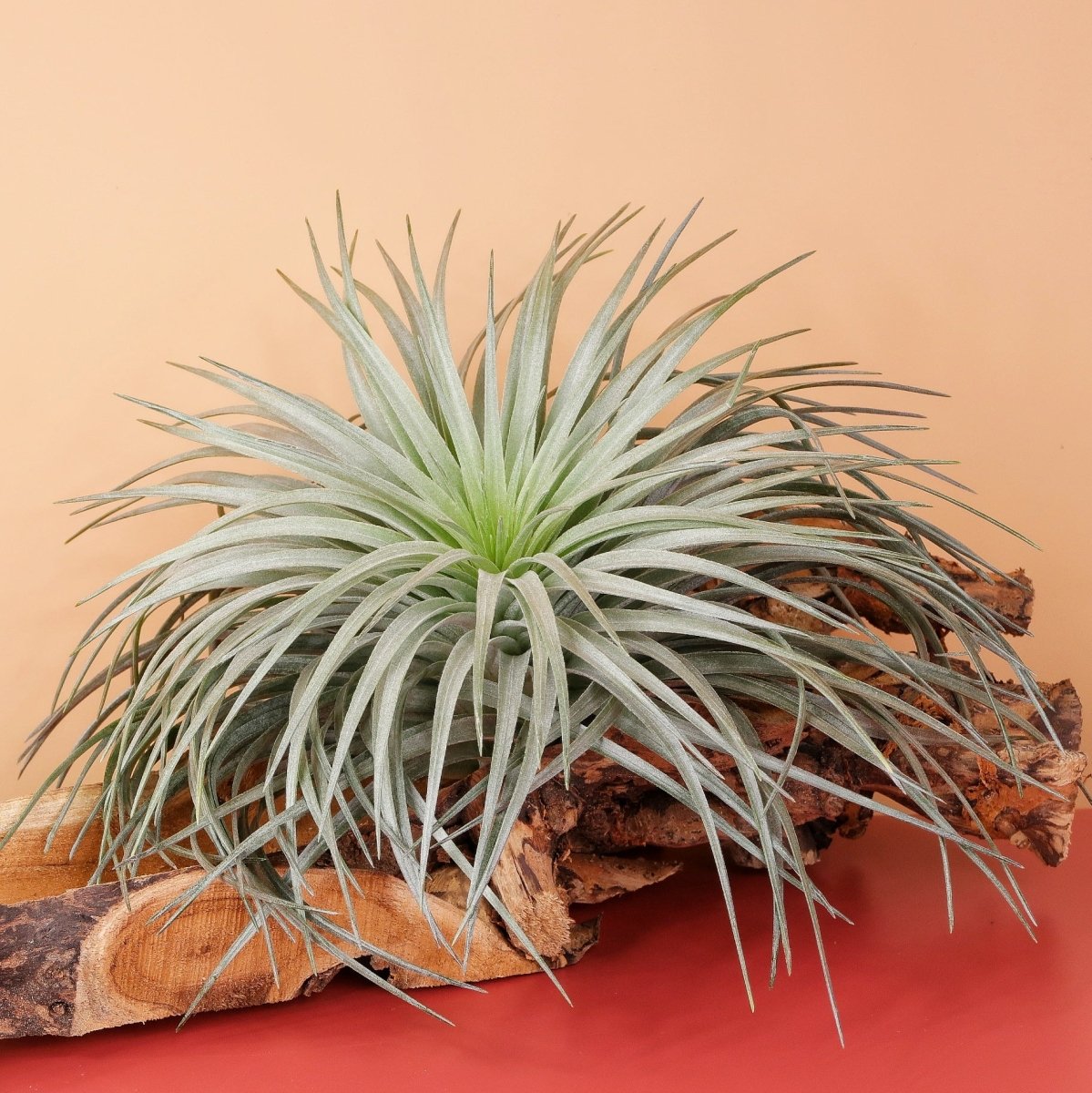 Airplant Holder Root Orkanger – Ansicht 10
