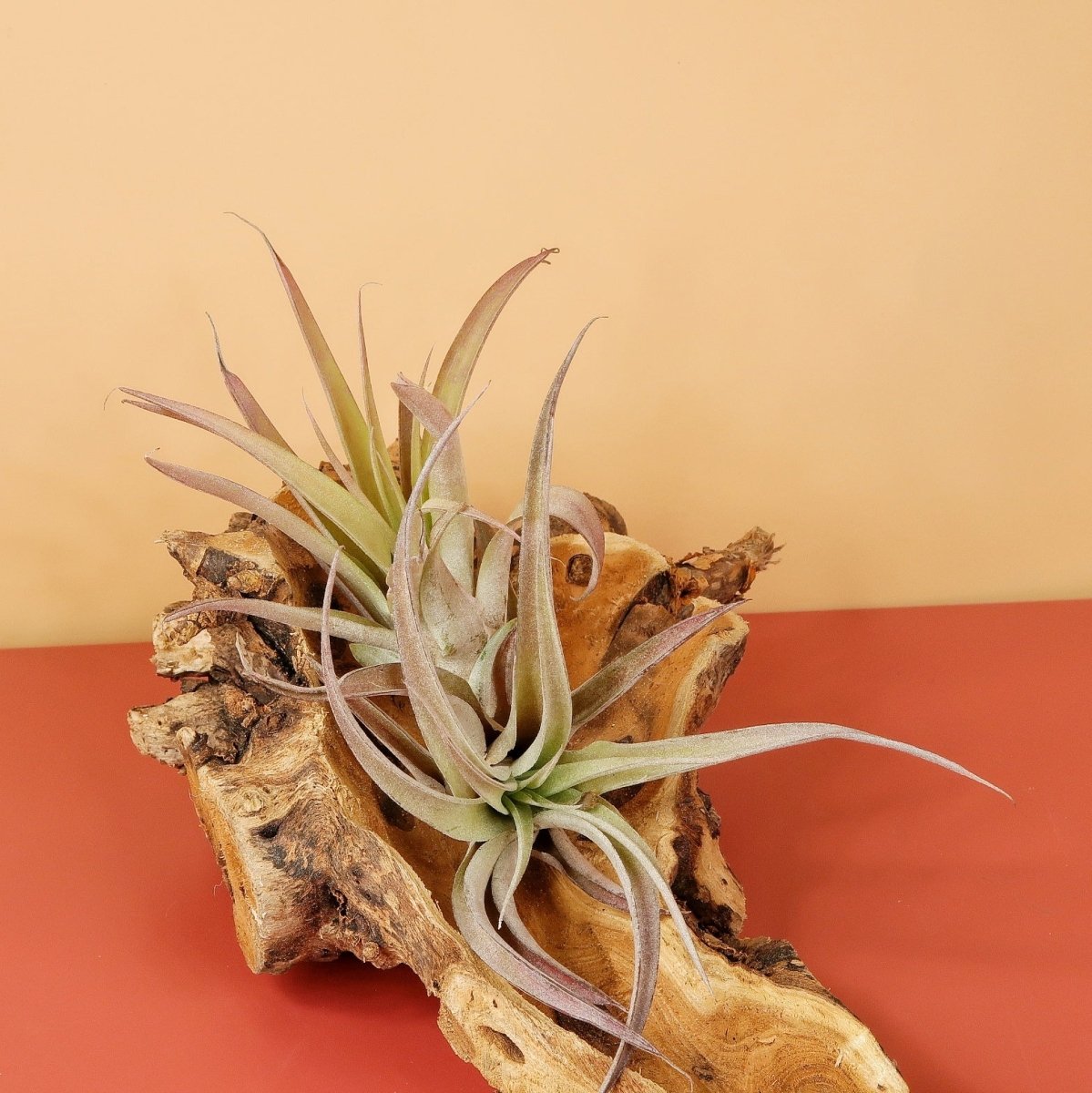 Airplant Holder Root Orkanger – Ansicht 6