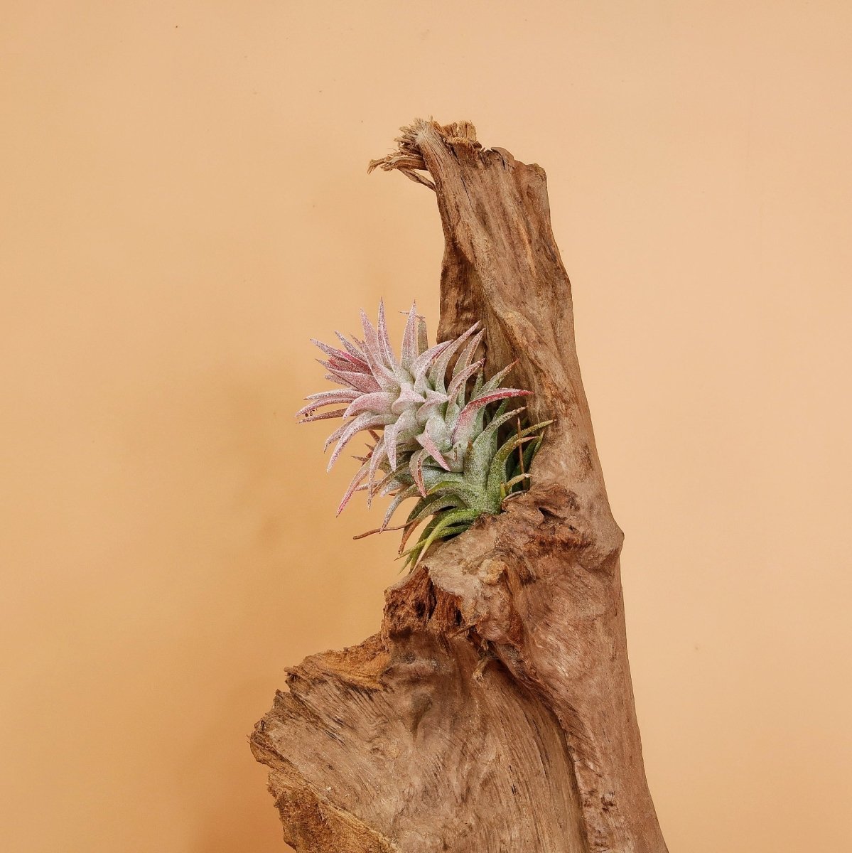 Airplant Holder Root Orsa – Ansicht 9