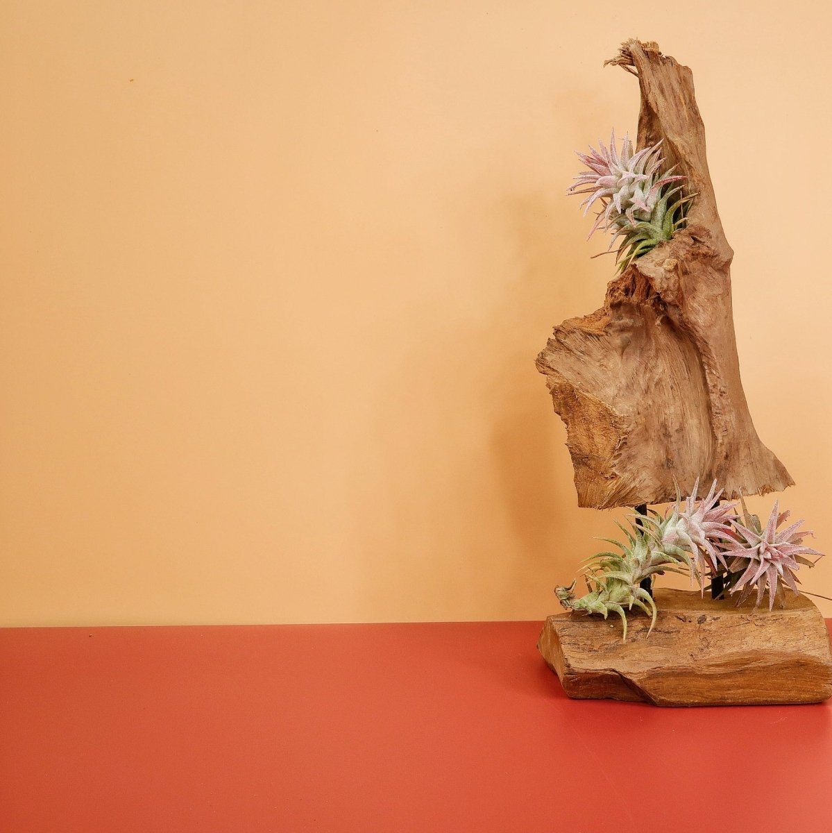 Airplant Holder Root Orsa – Ansicht 7