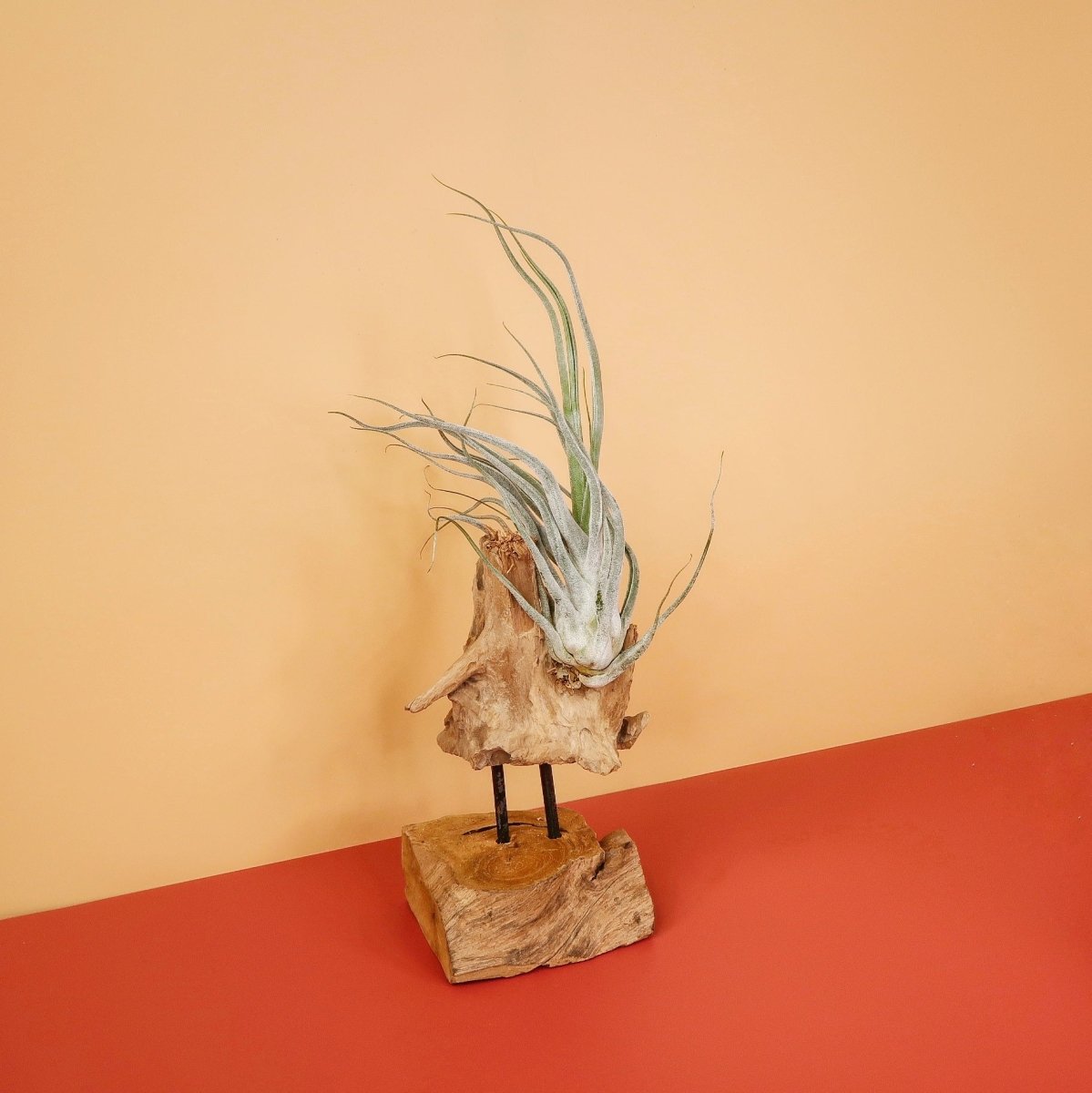 Airplant Holder Root Valbo – Ansicht 10