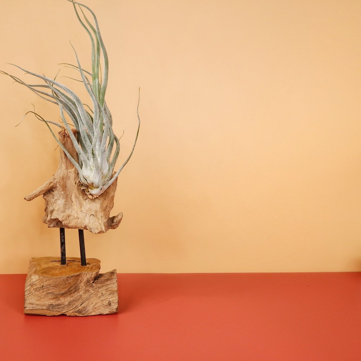Airplant Holder Root Valbo – Ansicht 8