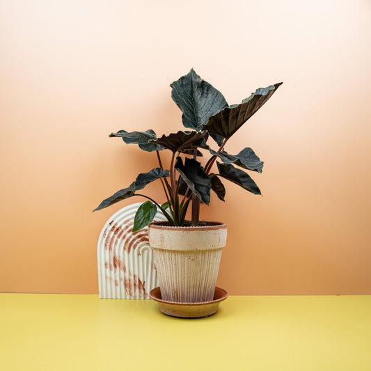 Alocasia Antoro Velvet, nahezu schwarze samtige Blätter – potflourri