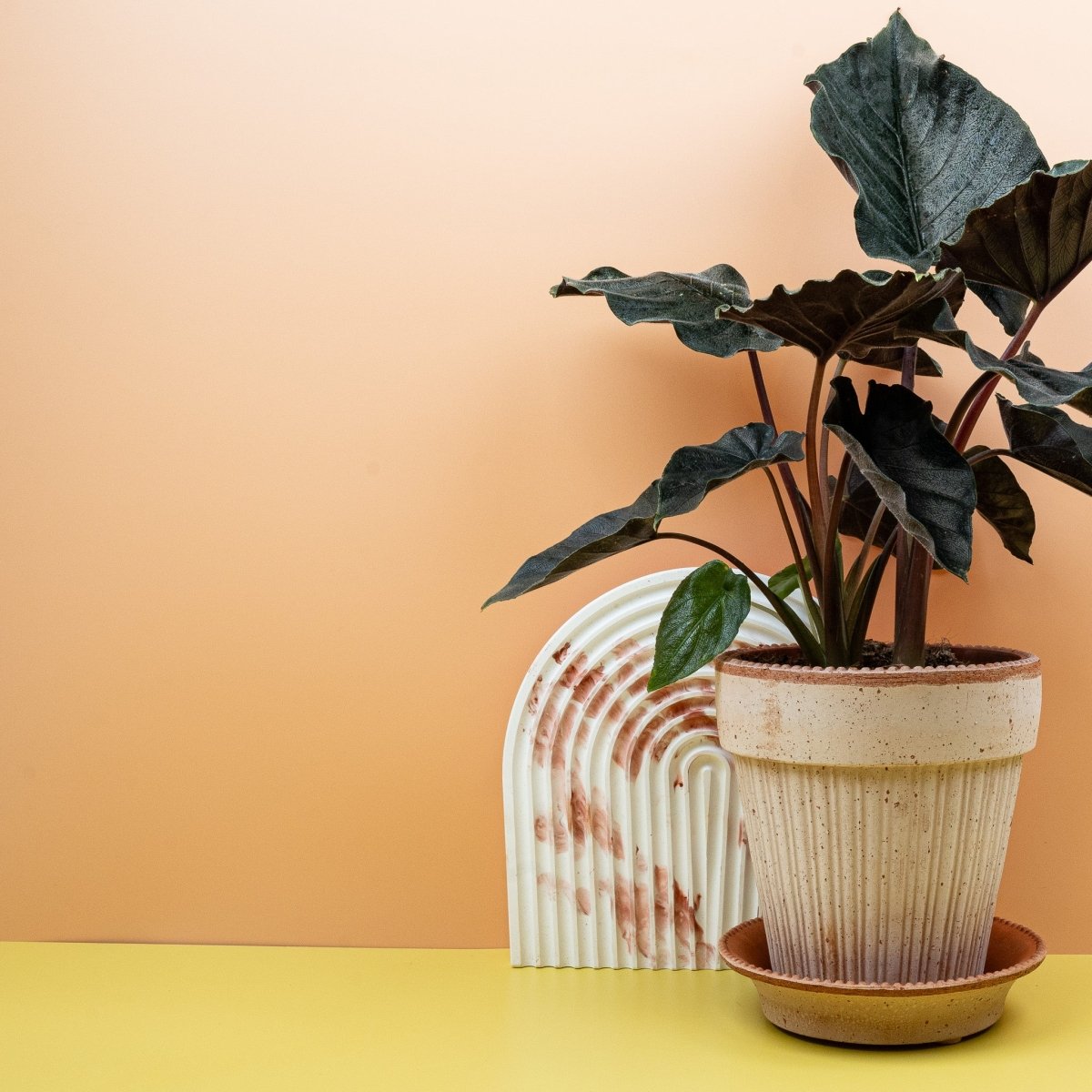 Alocasia Antoro Velvet, matte Blattoberfläche im Detail