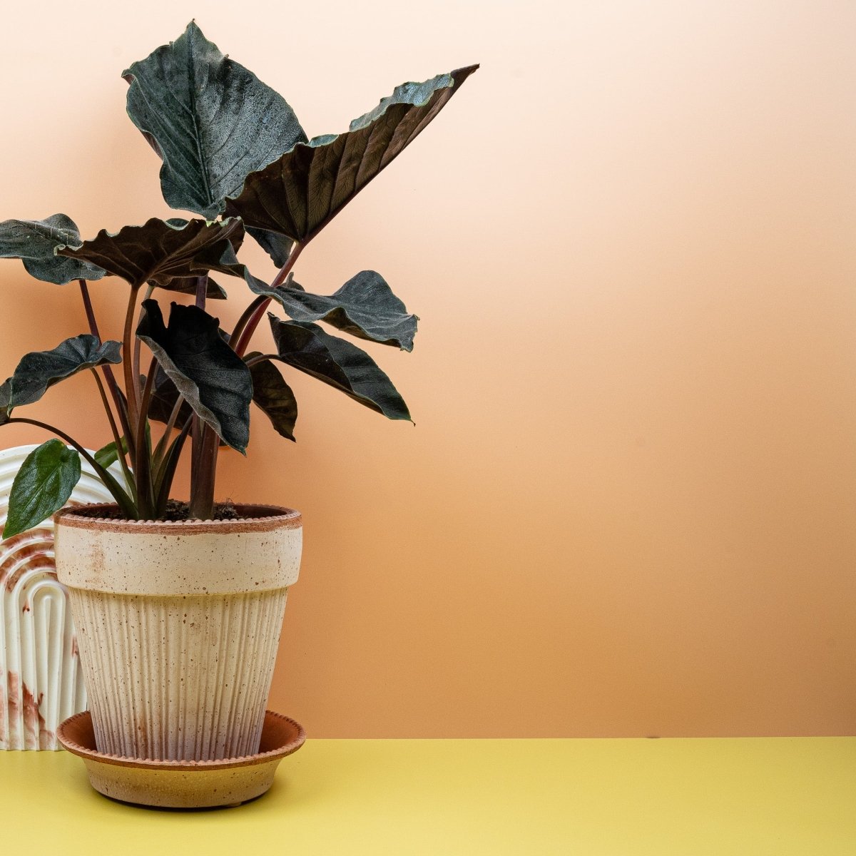 Alocasia Antoro Velvet mit pfeilförmiger Blattform