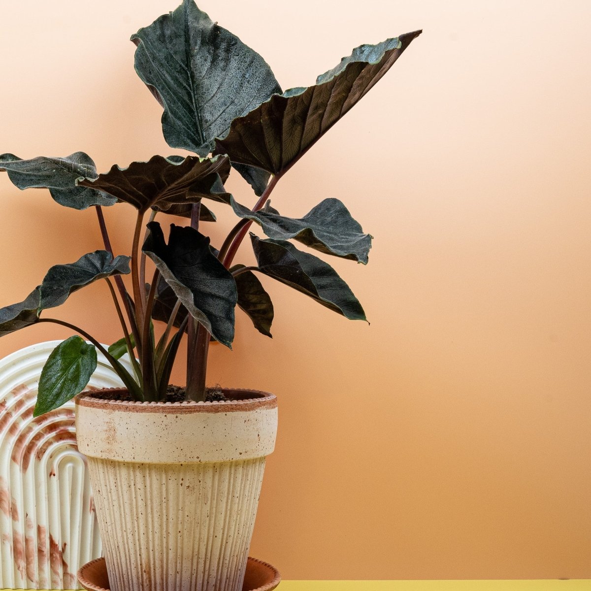 Alocasia Antoro Velvet, samtige Blattstruktur