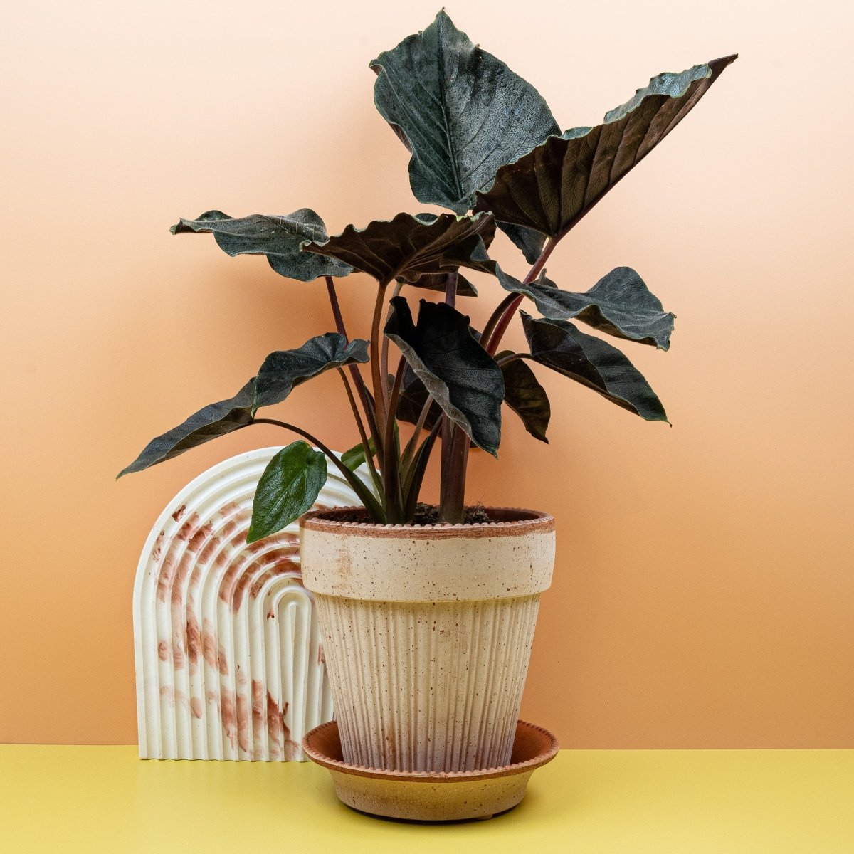 Alocasia Antoro Velvet, dunkle Grün- und Anthrazittöne