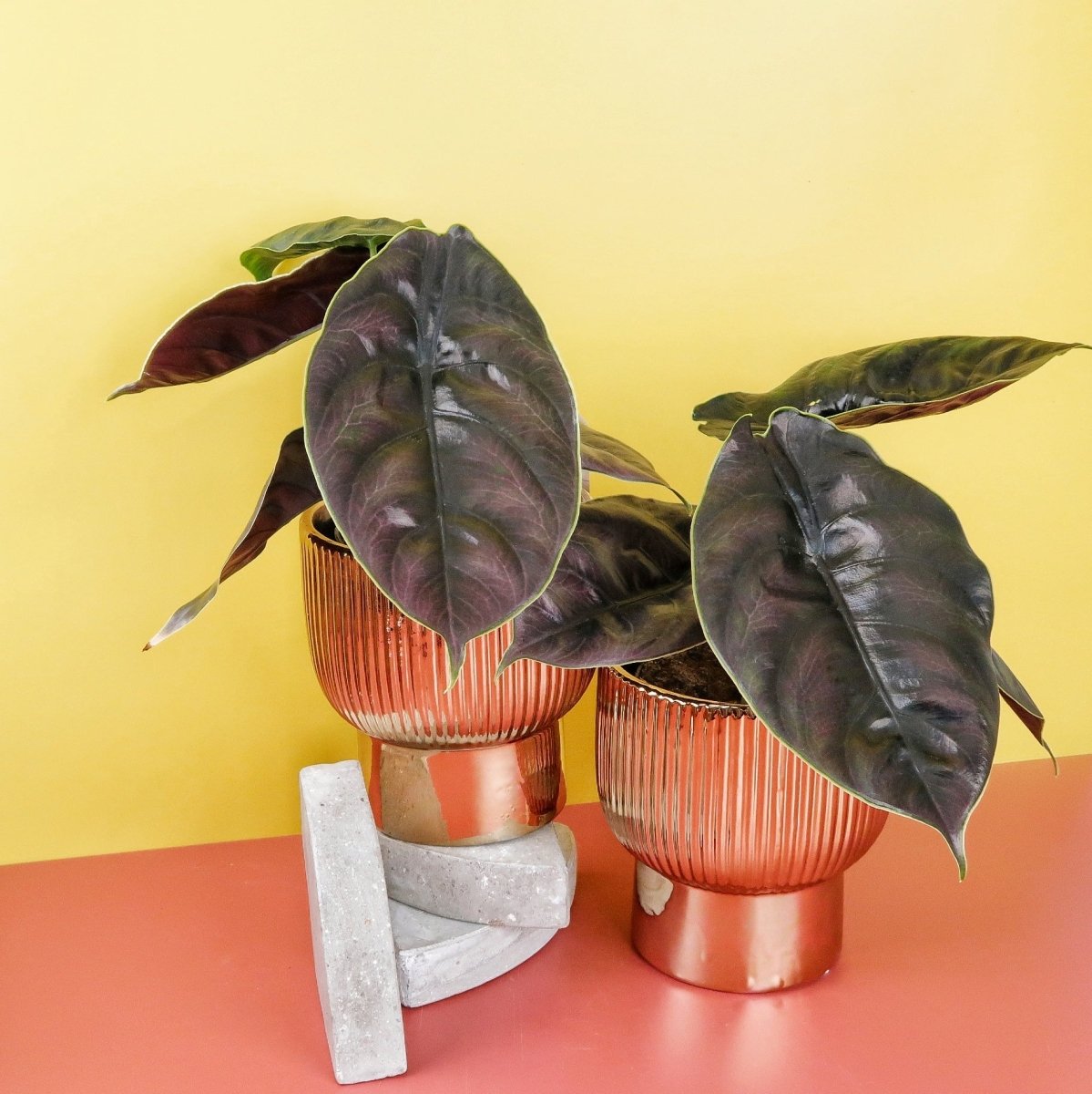 Alocasia Azlanii – kompakte Rarität für Sammler
