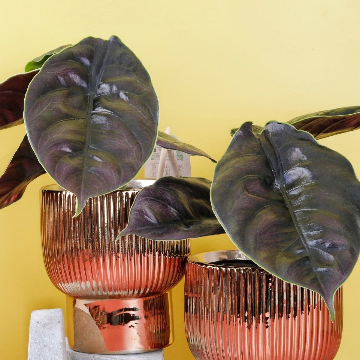 Alocasia Azlanii – markante Blattadern mit plastischer Wirkung