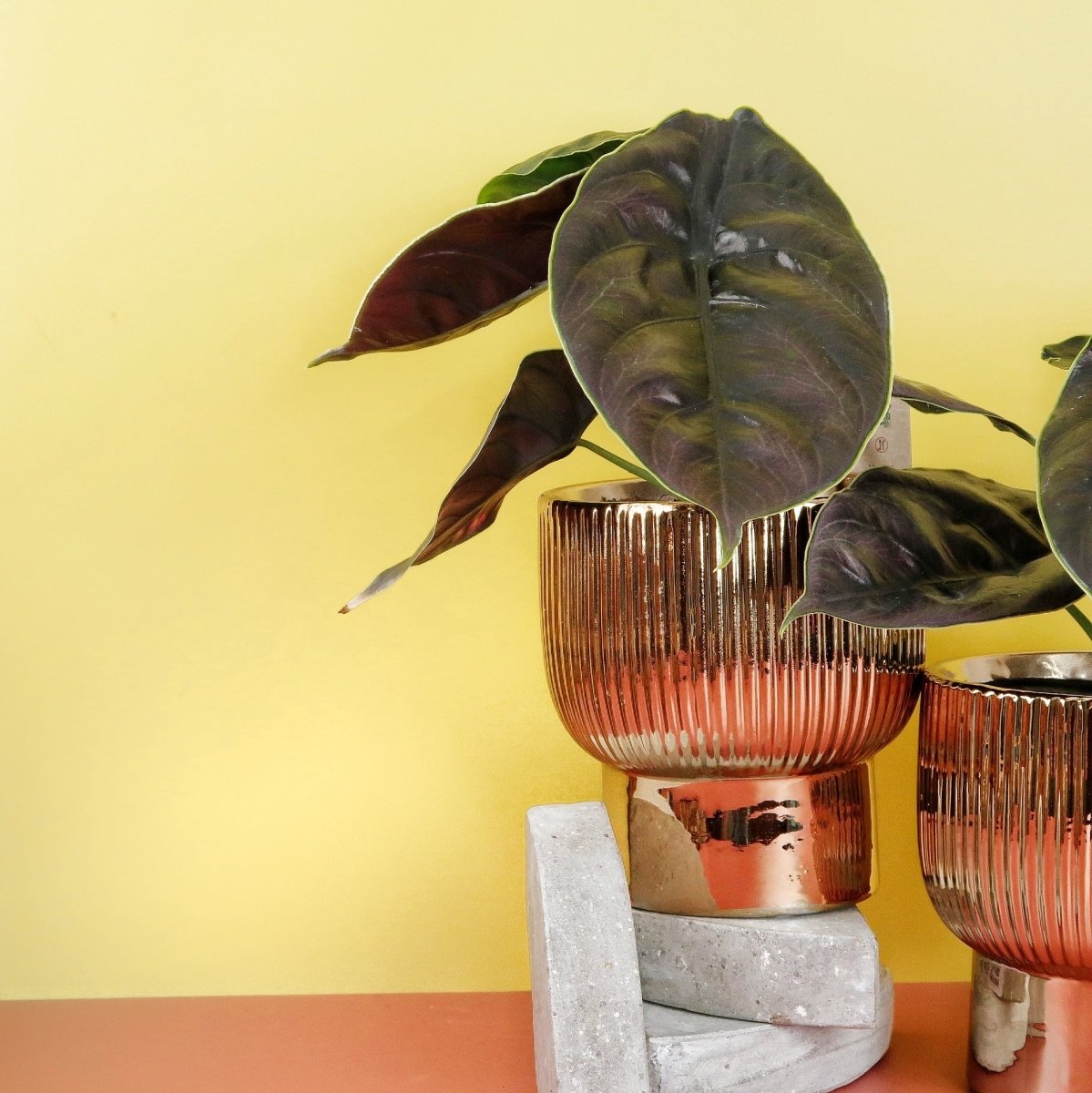 Zimmerpflanze Alocasia Azlanii – stark strukturierte Blätter