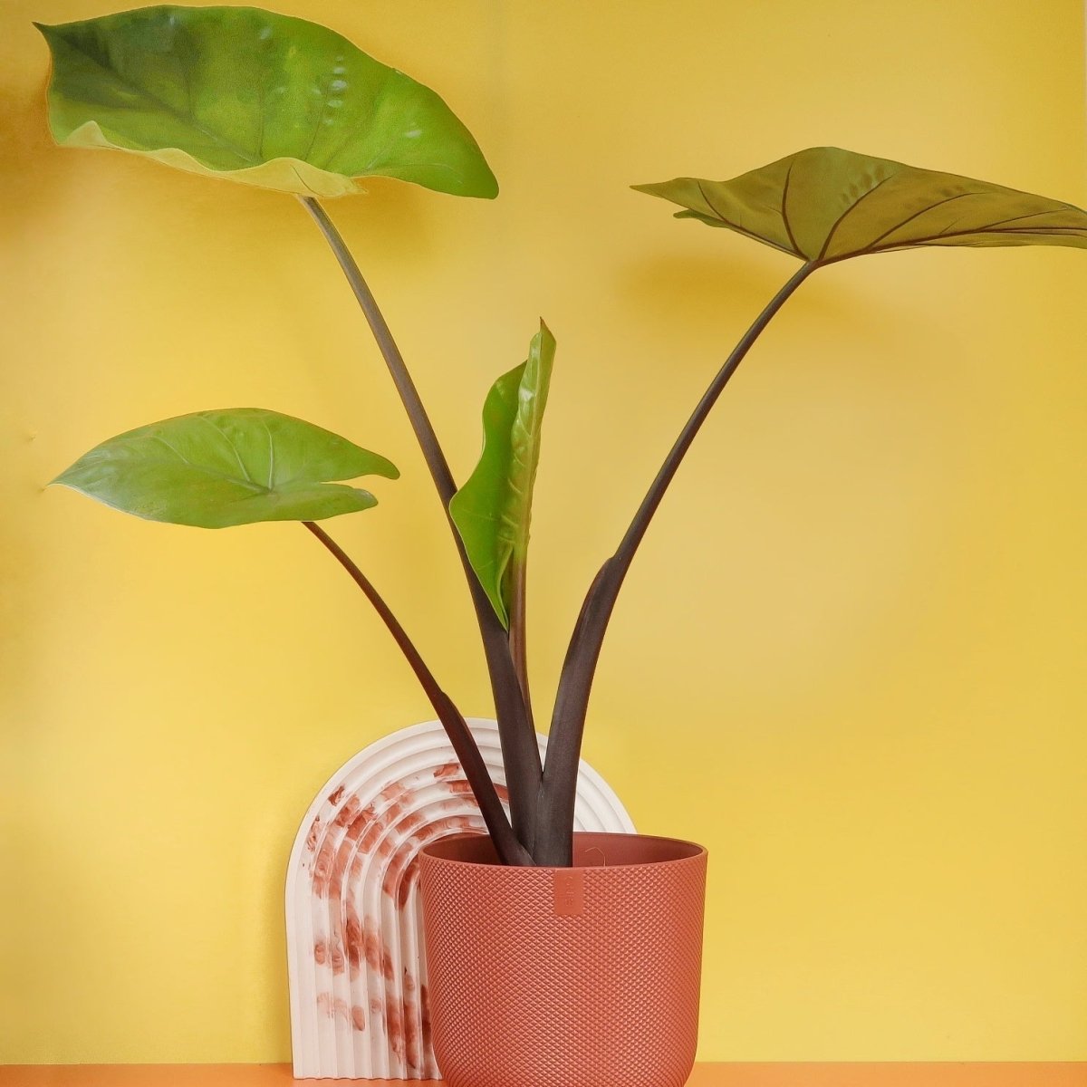 Alocasia Black Cobra – Zimmerpflanze mit fast schwarzen Blättern – potflourri