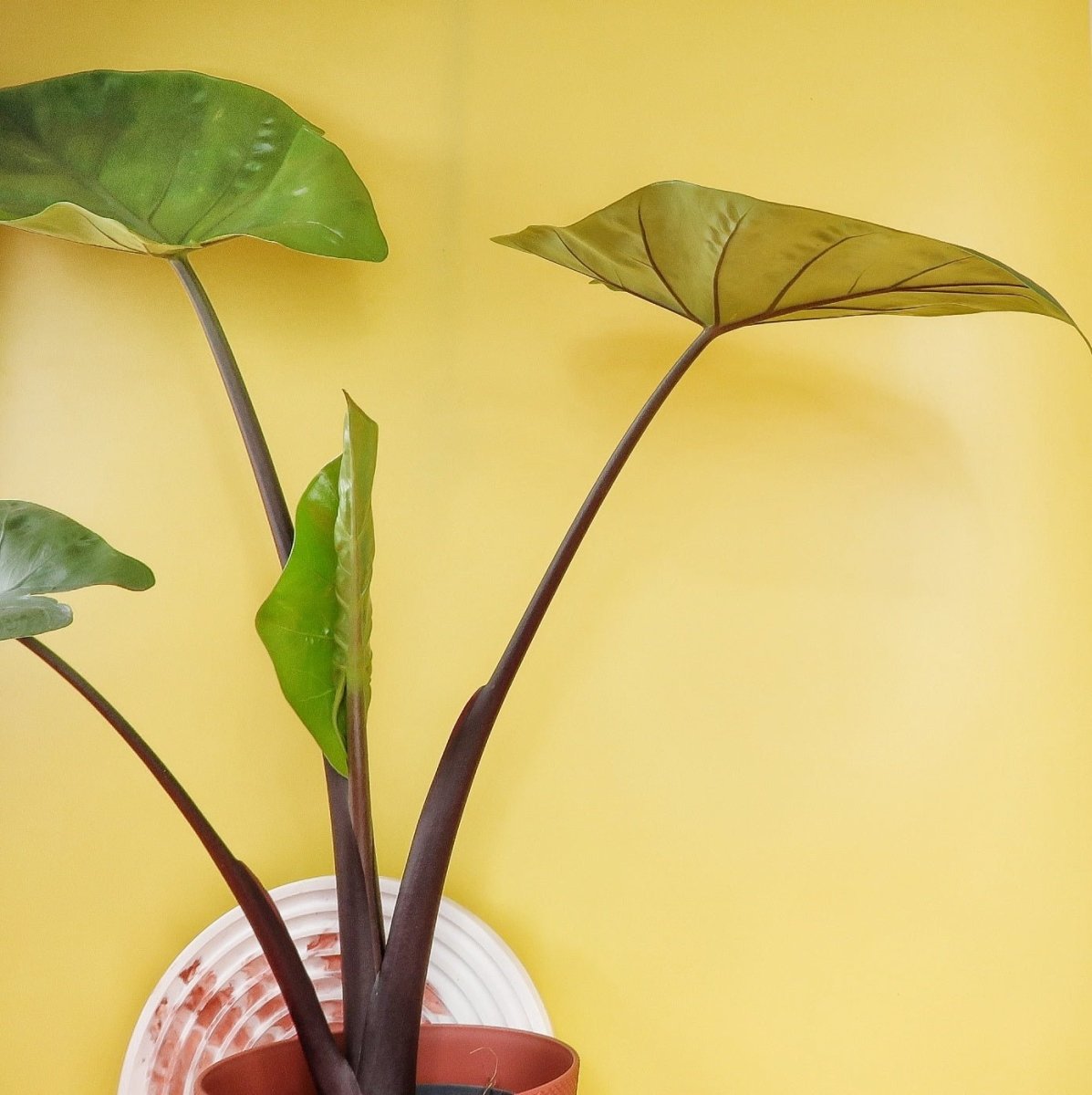 Alocasia Black Cobra, ausgeprägte Blattadern