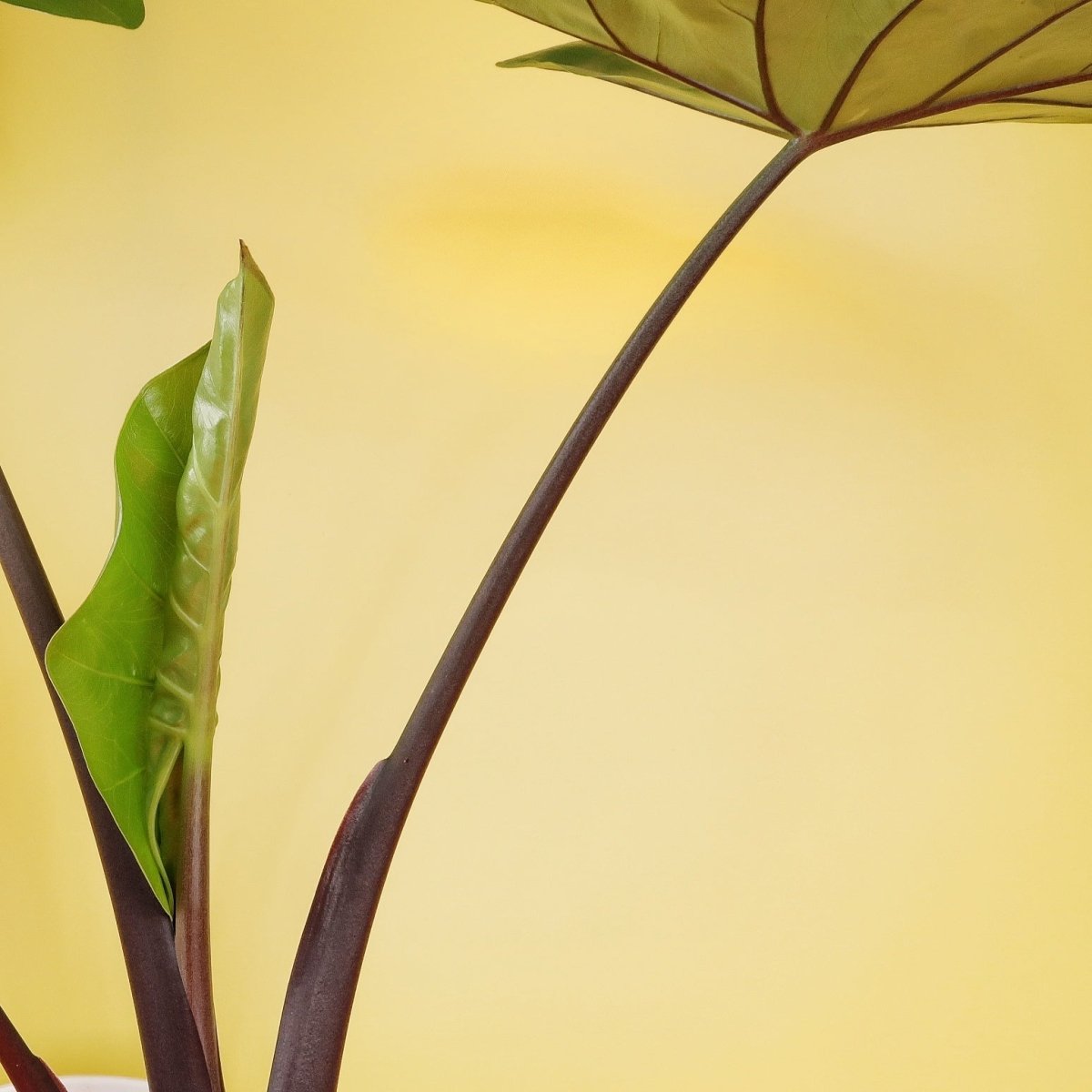 Alocasia Black Cobra, besondere Sammlerpflanze