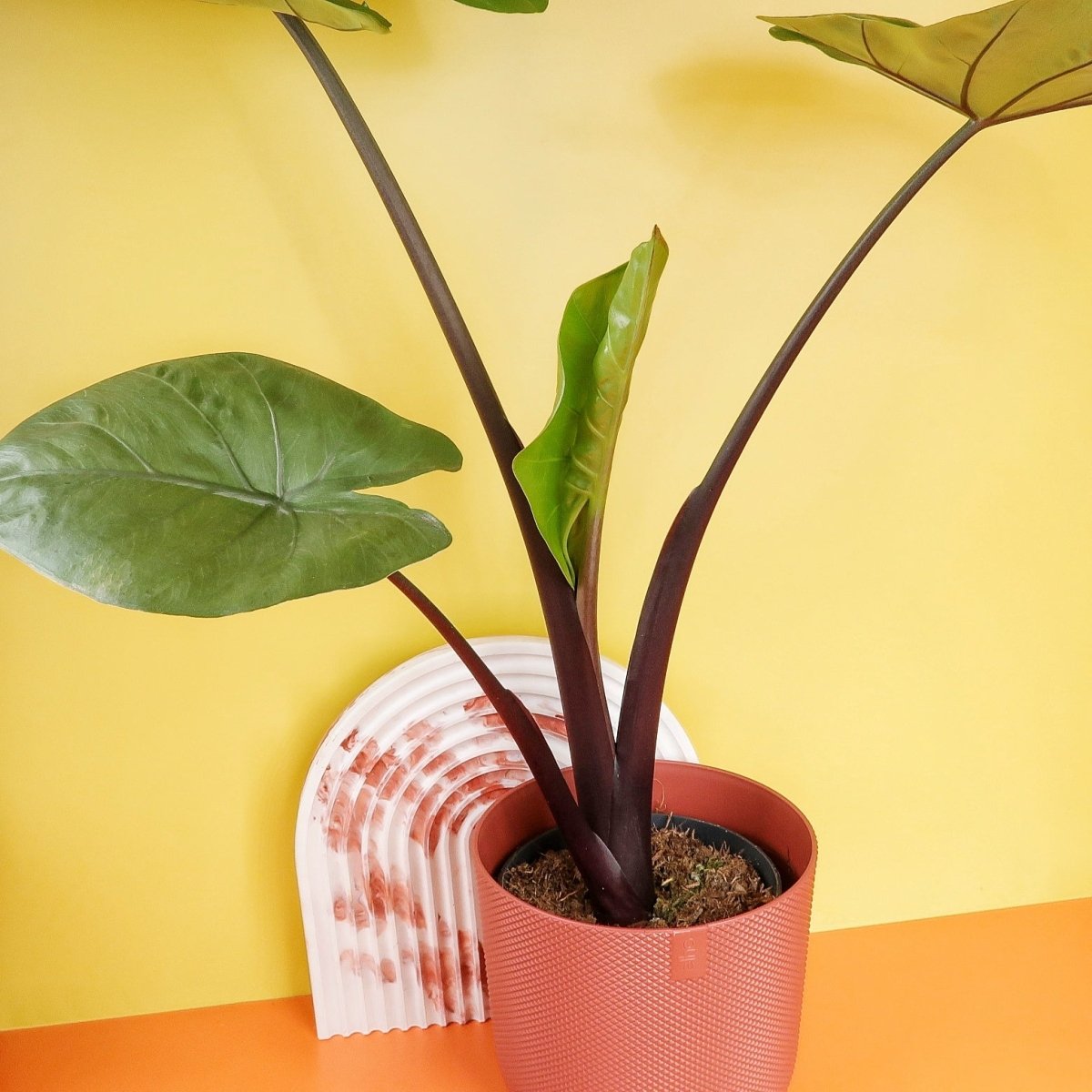 Alocasia Black Cobra, elegant geschwungene Blattränder