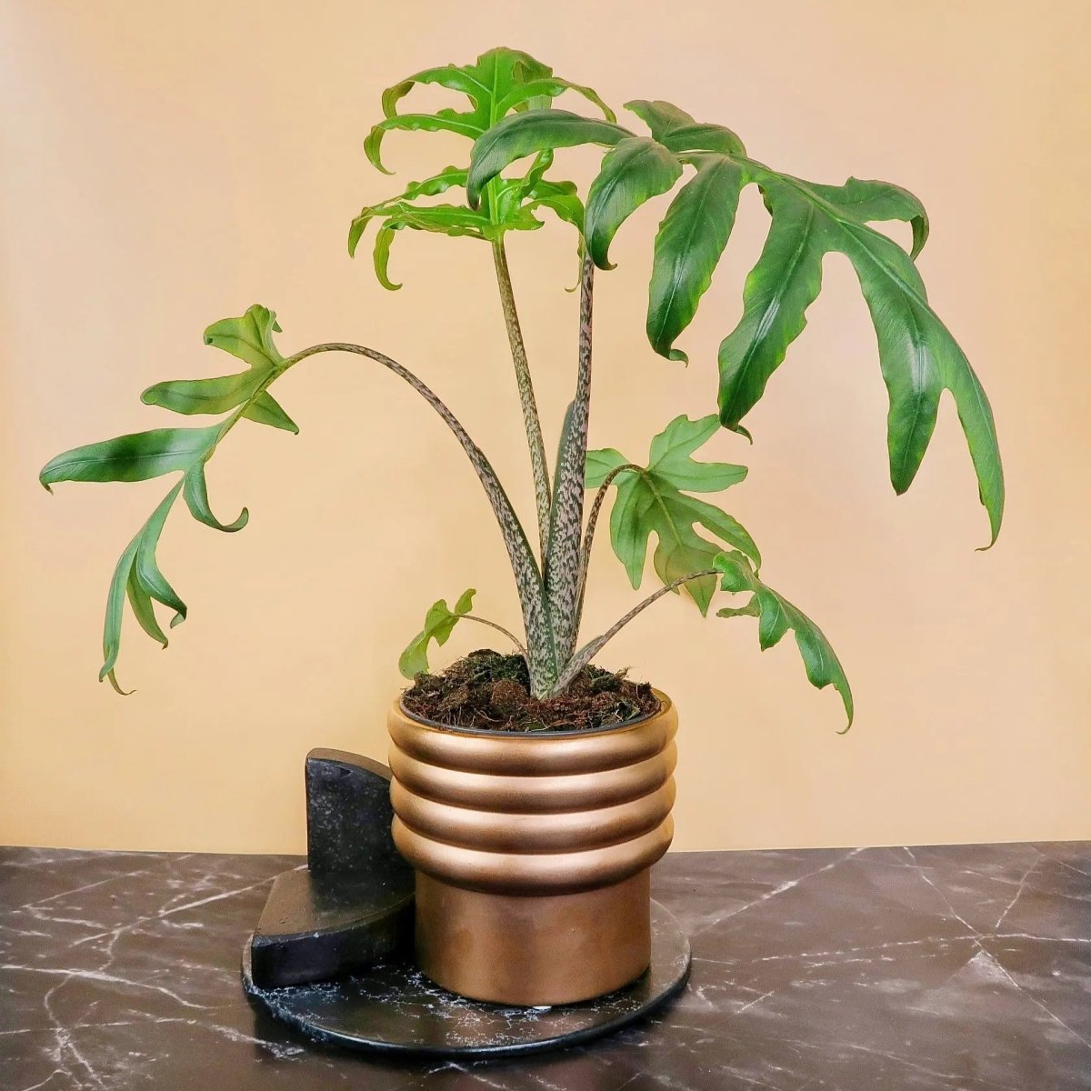 Alocasia Brancifolia Pink Passion – seltene Zimmerpflanze mit pinken Stielen von potflourri