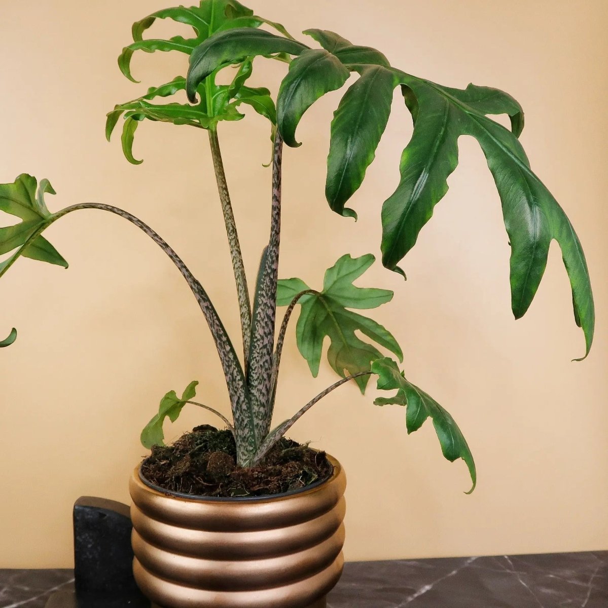 Alocasia Pink Passion – pinke Blattstiele im Kontrast zu Dunkelgrün