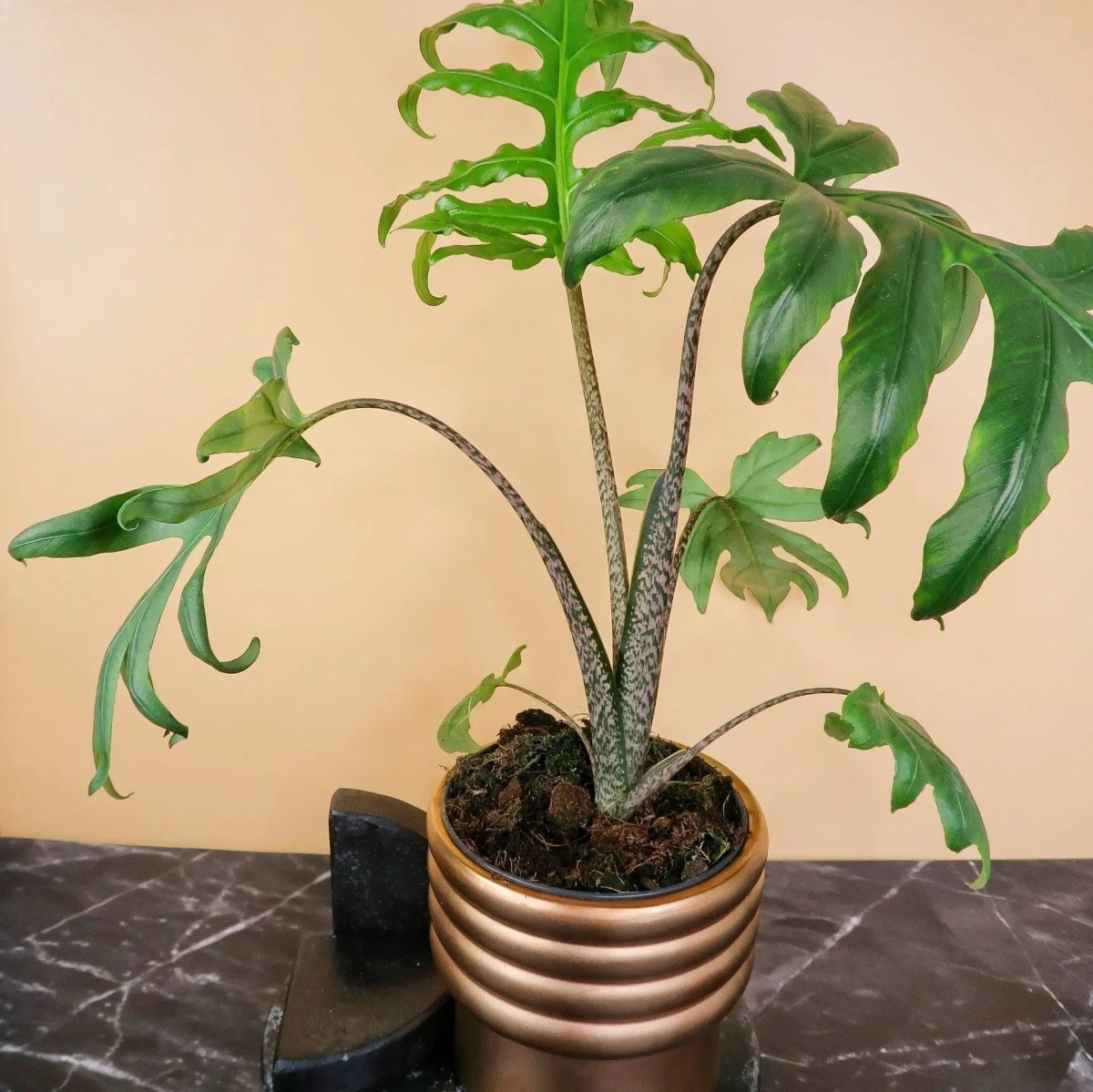 Alocasia Brancifolia Pink Passion – exotische Blattform