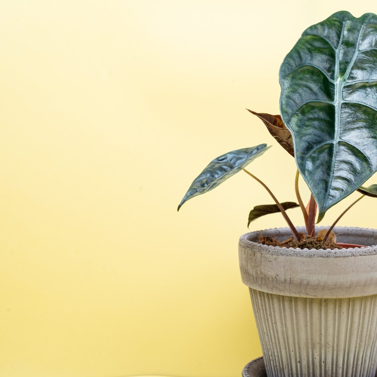 Alocasia Chantrieri, schlanke elegante Wuchsform