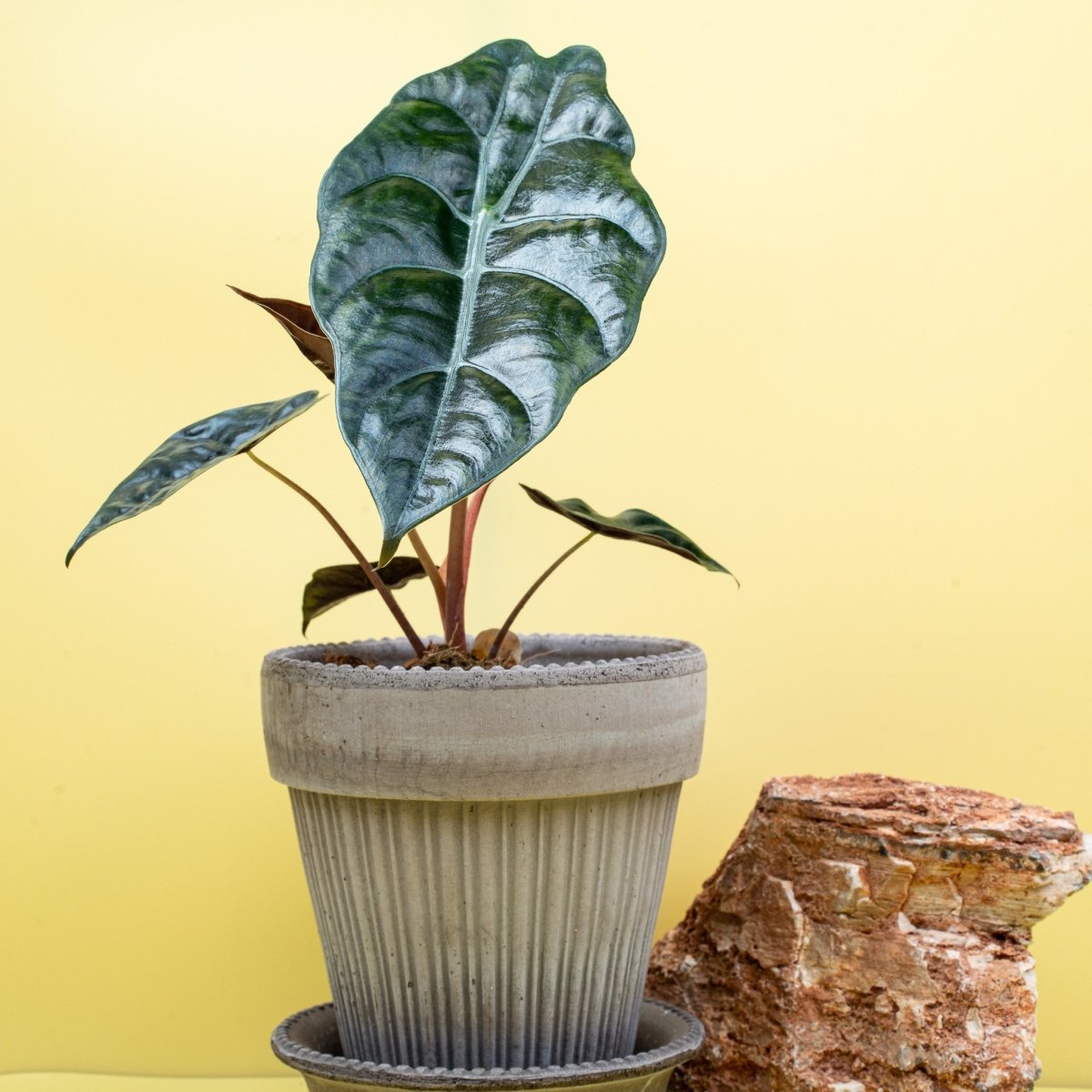 Alocasia Chantrieri mit leicht gewellten Blatträndern