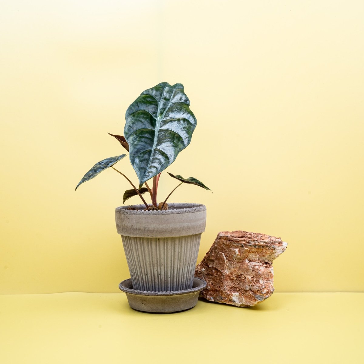 Alocasia Chantrieri, lange geschwungene Blätter – potflourri