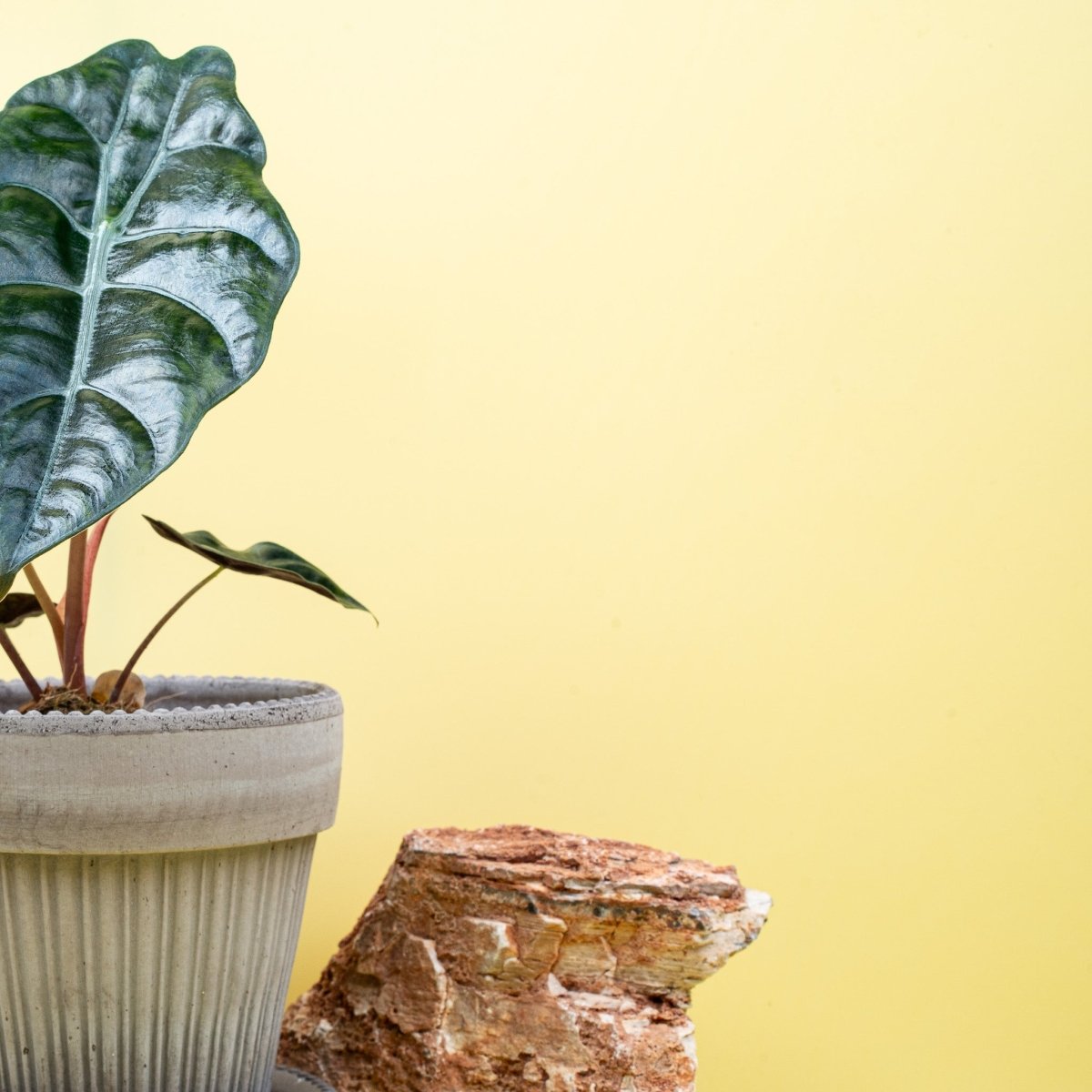 Alocasia Chantrieri, dunkelgrüne Blattoberfläche im Detail