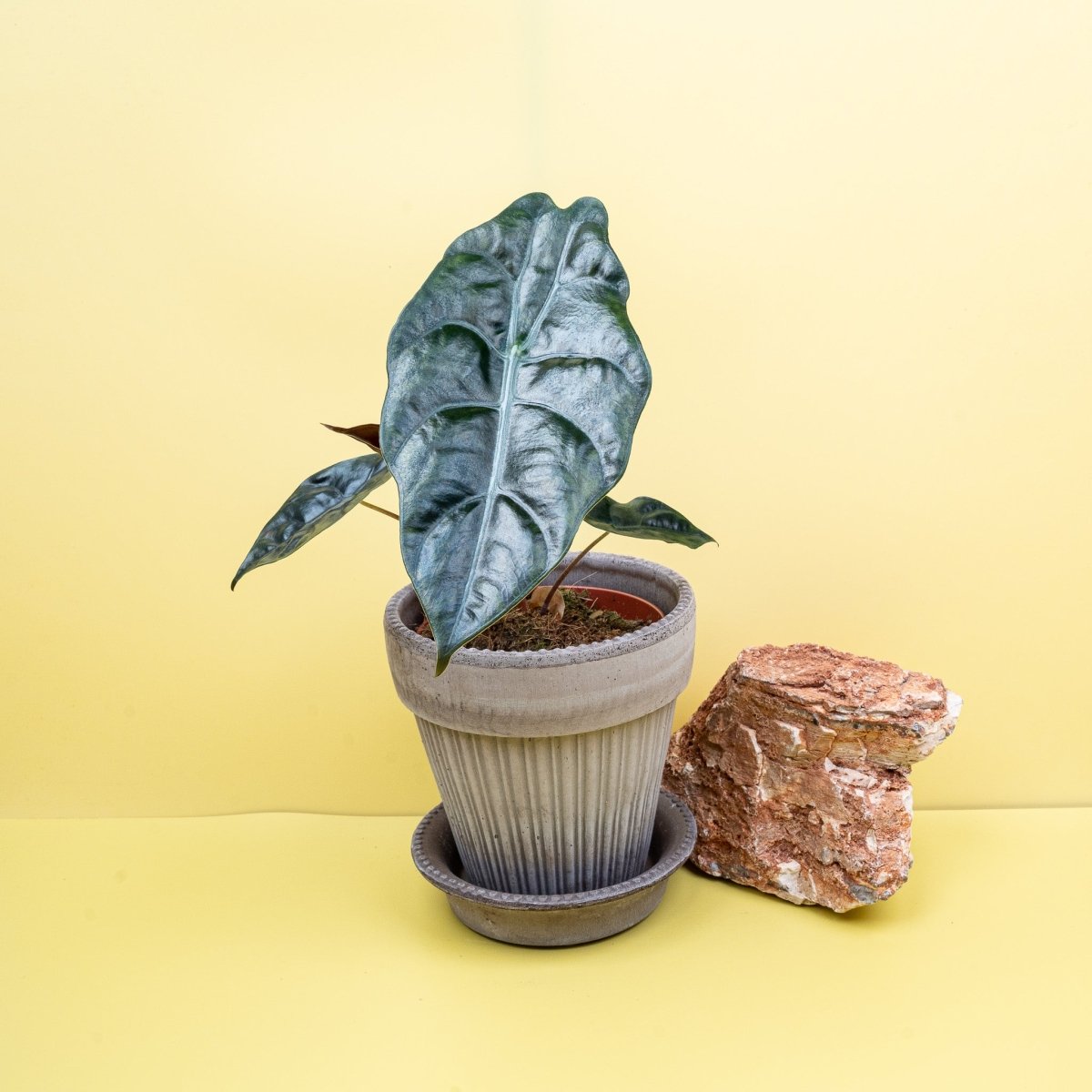 Alocasia Chantrieri, junges Blatt im Wachstum