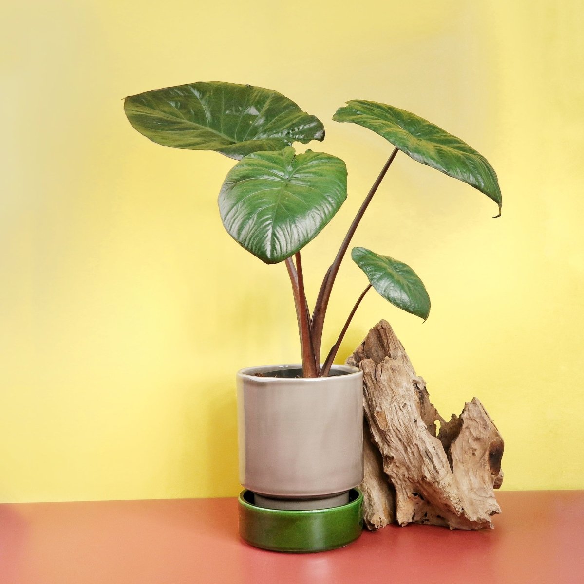Alocasia Chocolate Green – Zimmerpflanze mit schokoladigen Untertönen – potflourri