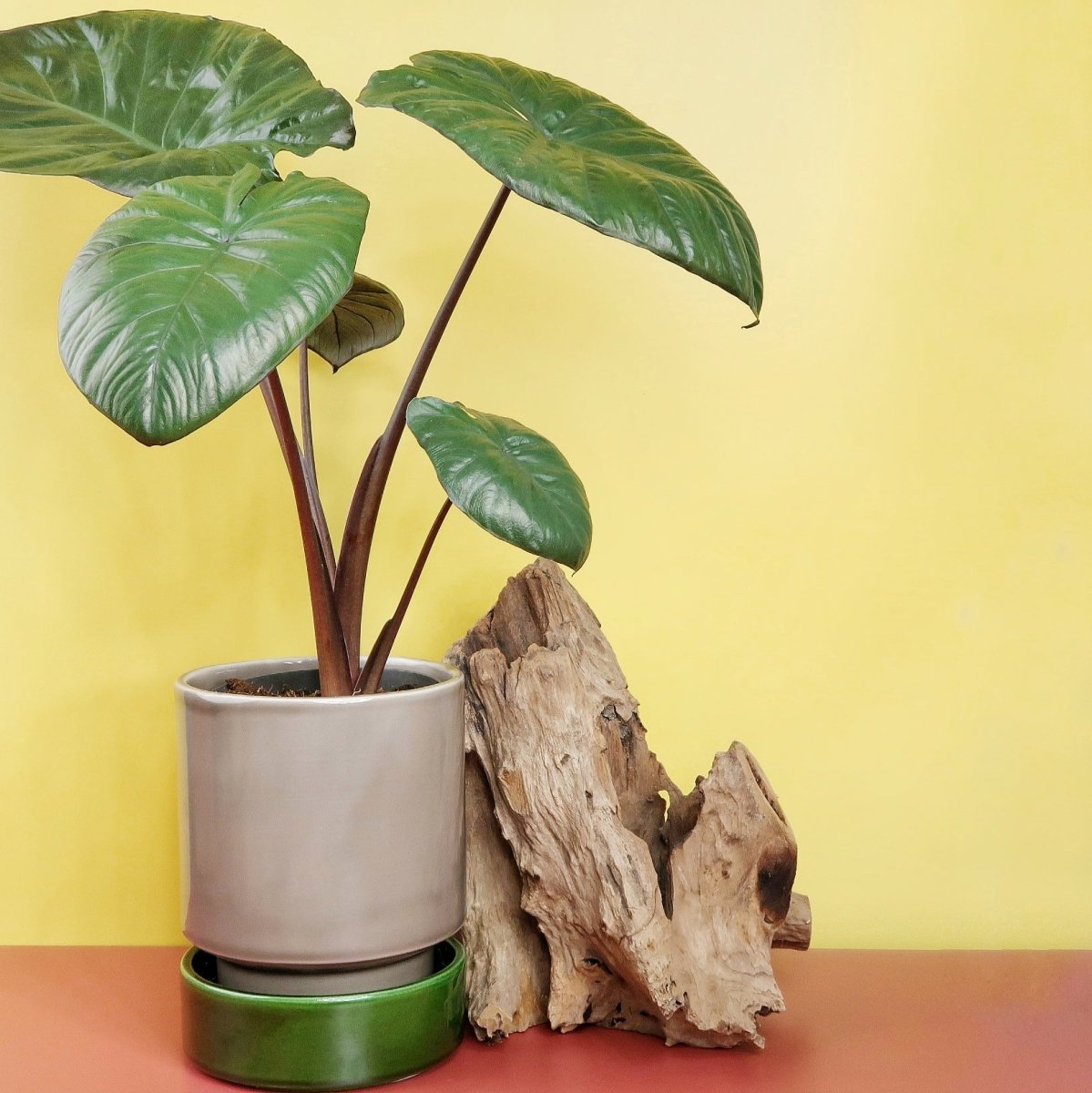 Alocasia Chocolate Green mit metallischem Schimmer