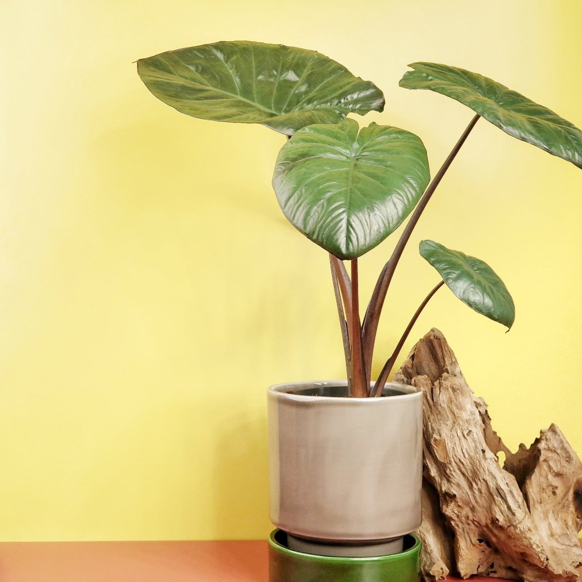 Alocasia Chocolate Green, besondere Sammlerpflanze