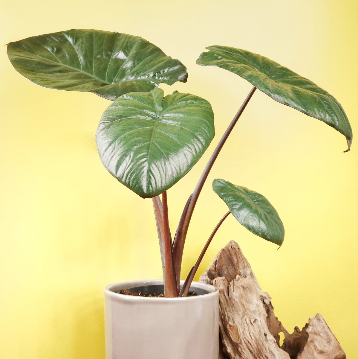 Alocasia Chocolate Green, ausgeprägte Blattadern