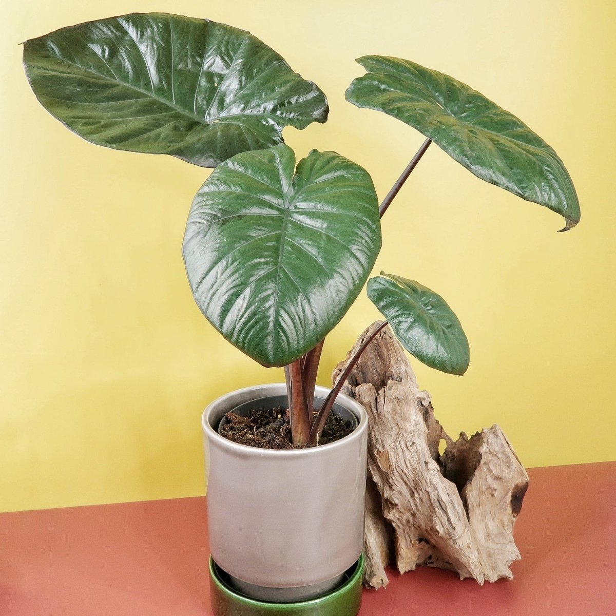 Alocasia Chocolate Green, dunkle, leicht glänzende Blätter