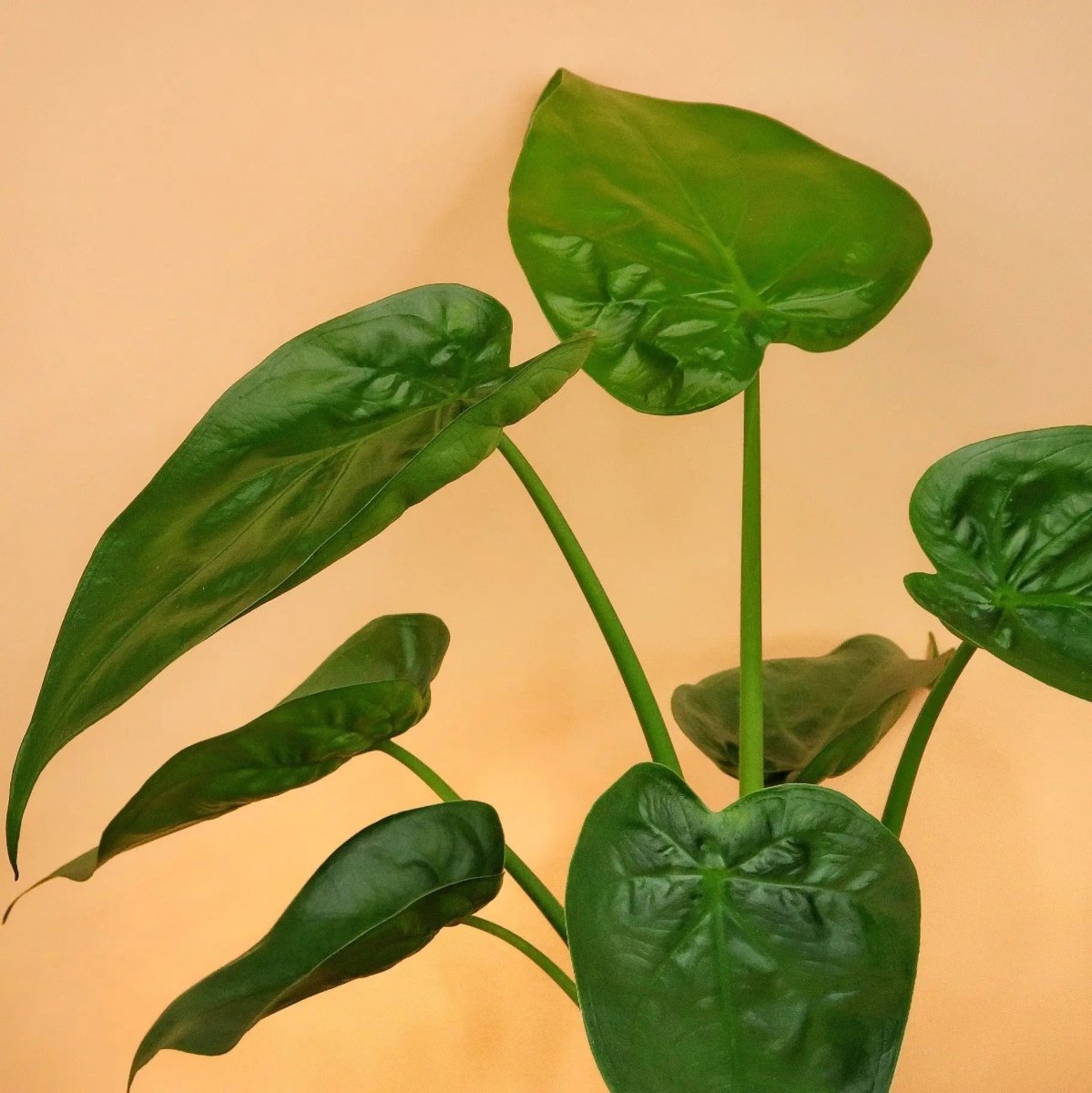 Alocasia Cucullata – Ansicht 7