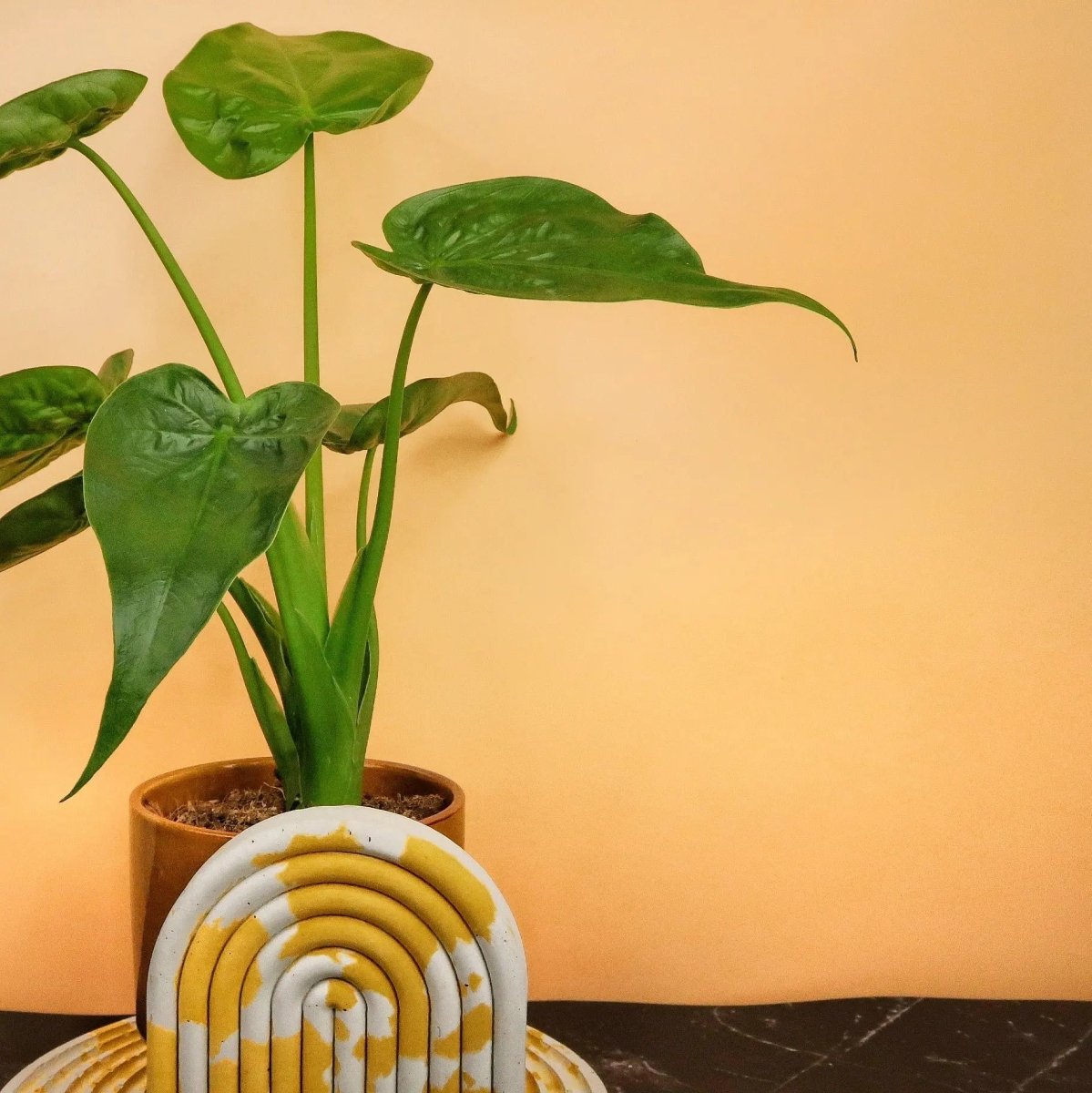 Alocasia Cucullata – Ansicht 9