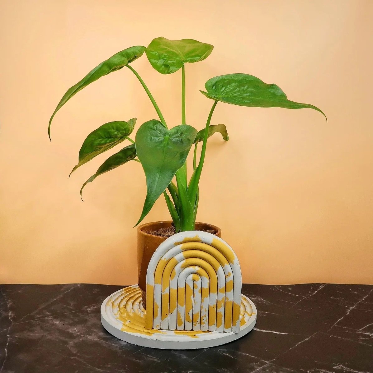 Alocasia Cucullata – dicht wachsende, herzförmige Blätter