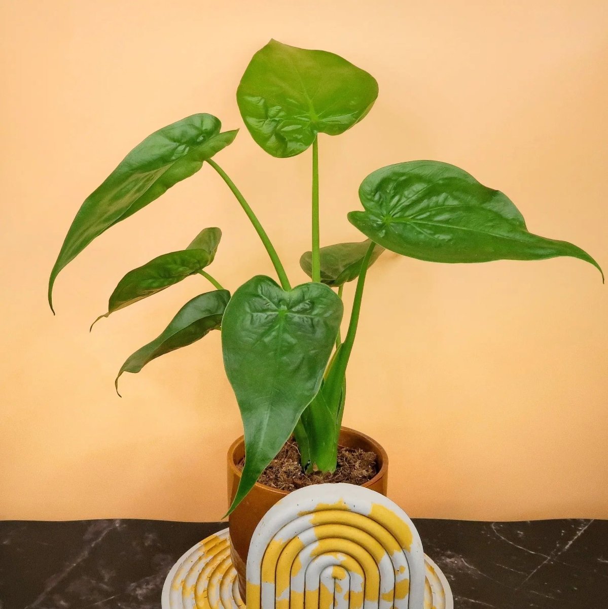 Alocasia Cucullata – Ansicht 8