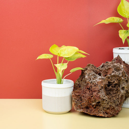 Alocasia Cucullata Variegata Mint, weiche Minttöne – potflourri