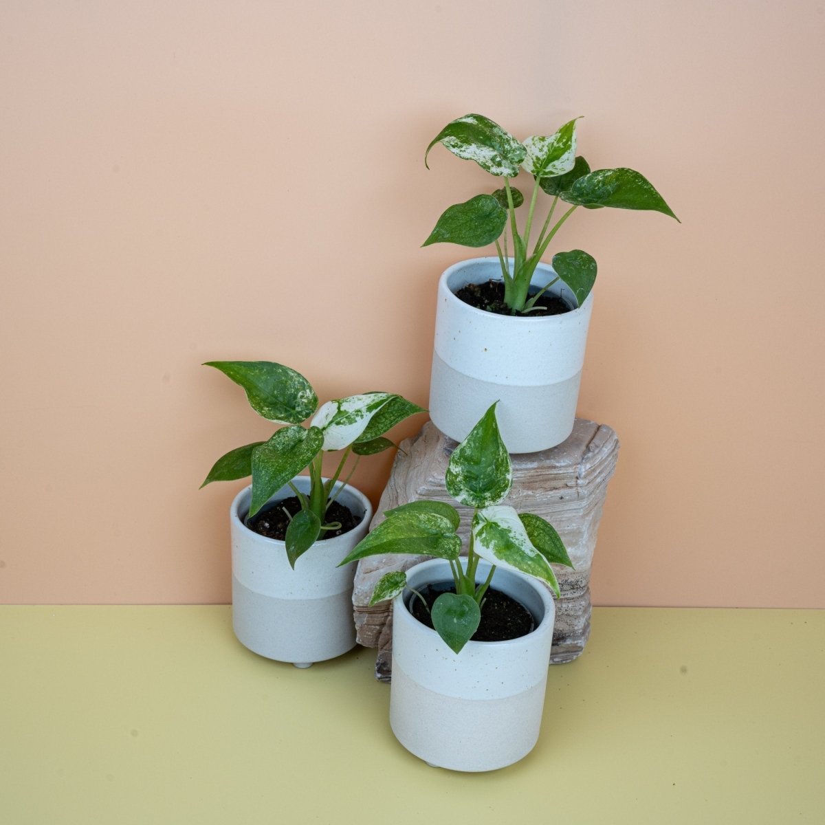 Alocasia Cucullata Variegata, Gesamtwuchs – Ansicht 7