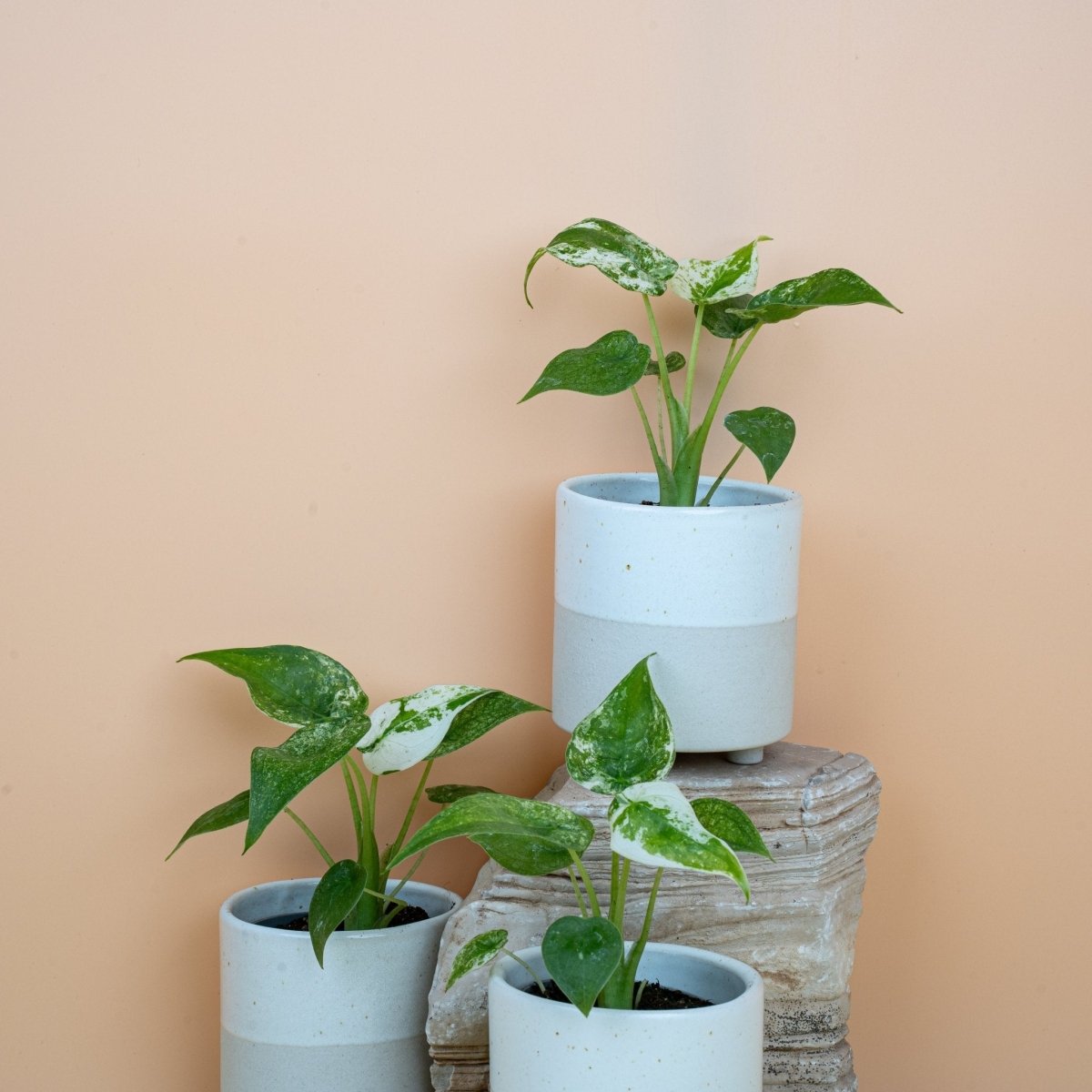 Alocasia Cucullata Variegata, individuelles Blattmuster
