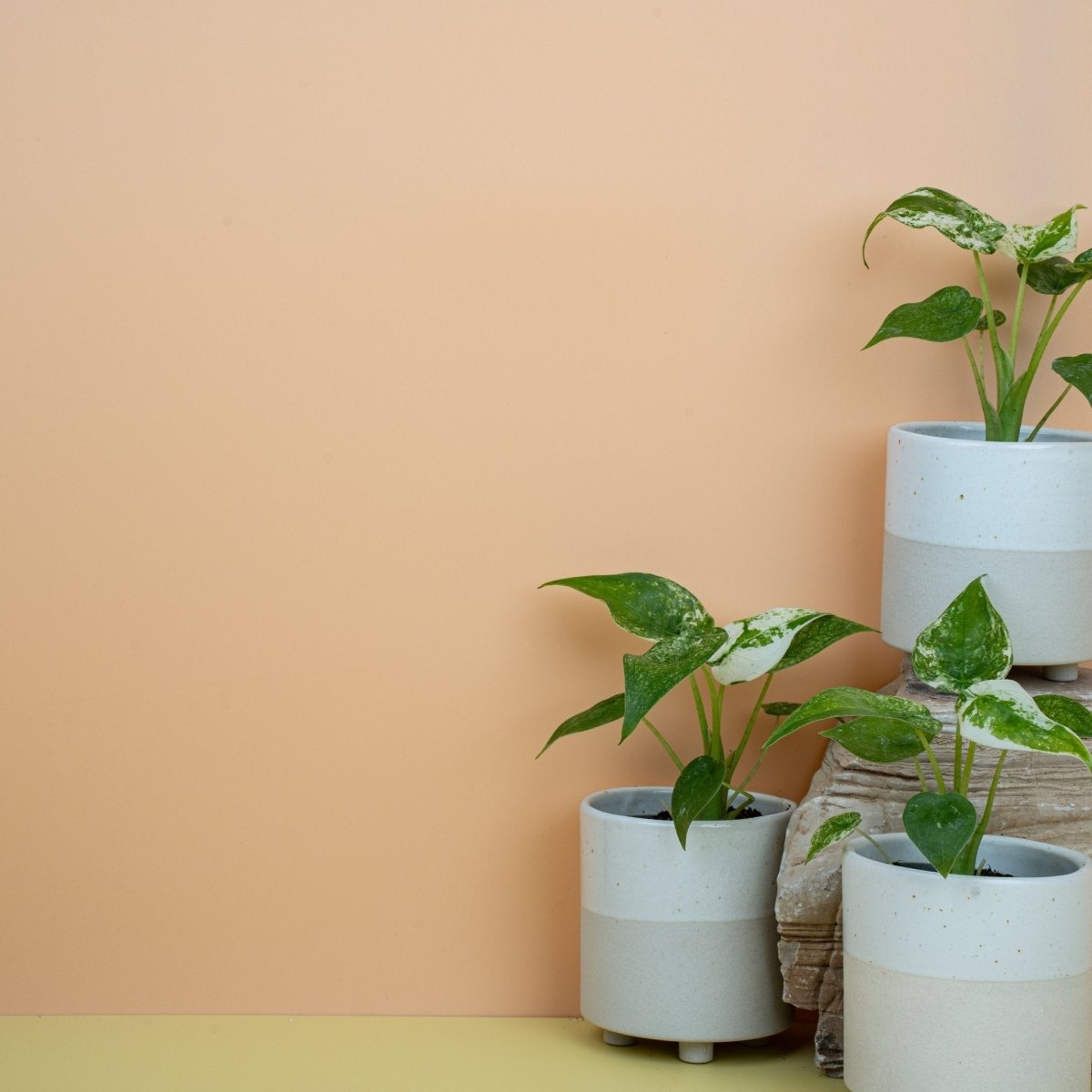 Alocasia Cucullata Variegata mit herzförmigen Blättern