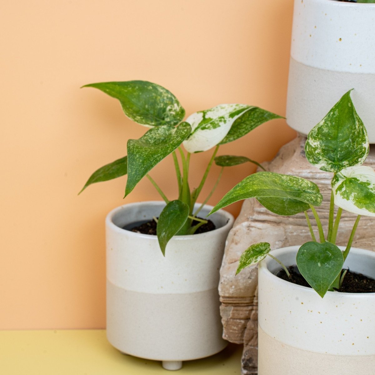 Alocasia Cucullata Variegata – Ansicht 6