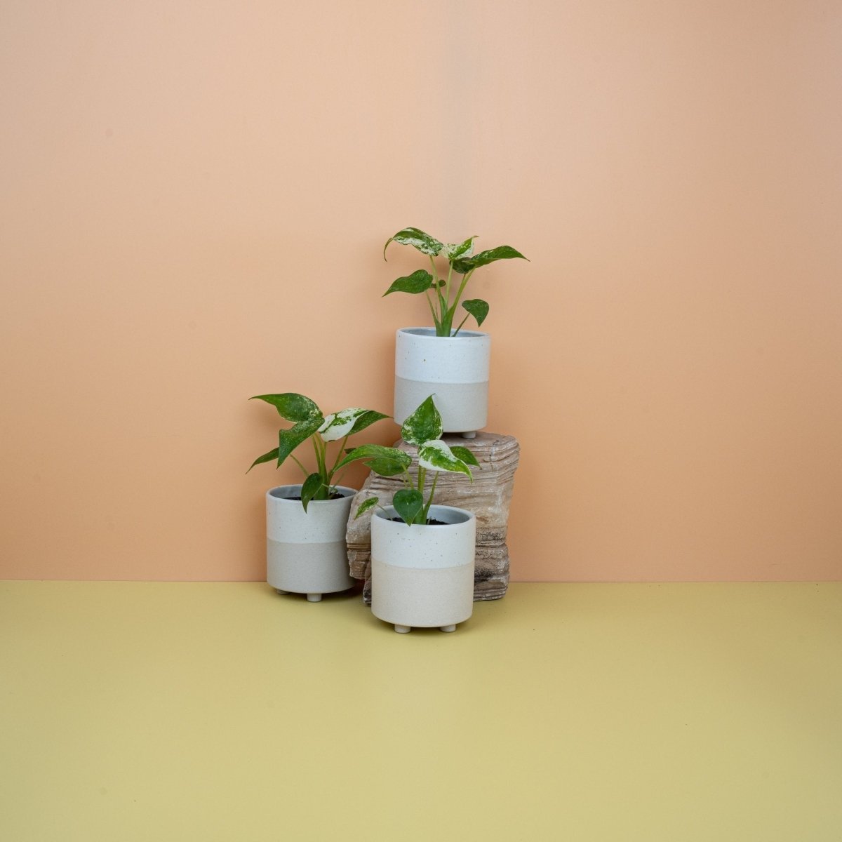 Alocasia Cucullata Variegata, cremeweiße Panaschierung – potflourri