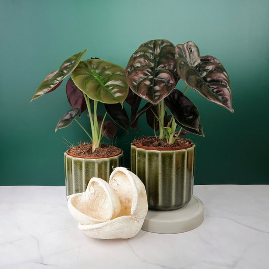 Alocasia Cuprea Red Secret – Zimmerpflanze mit Metallic-Optik – potflourri