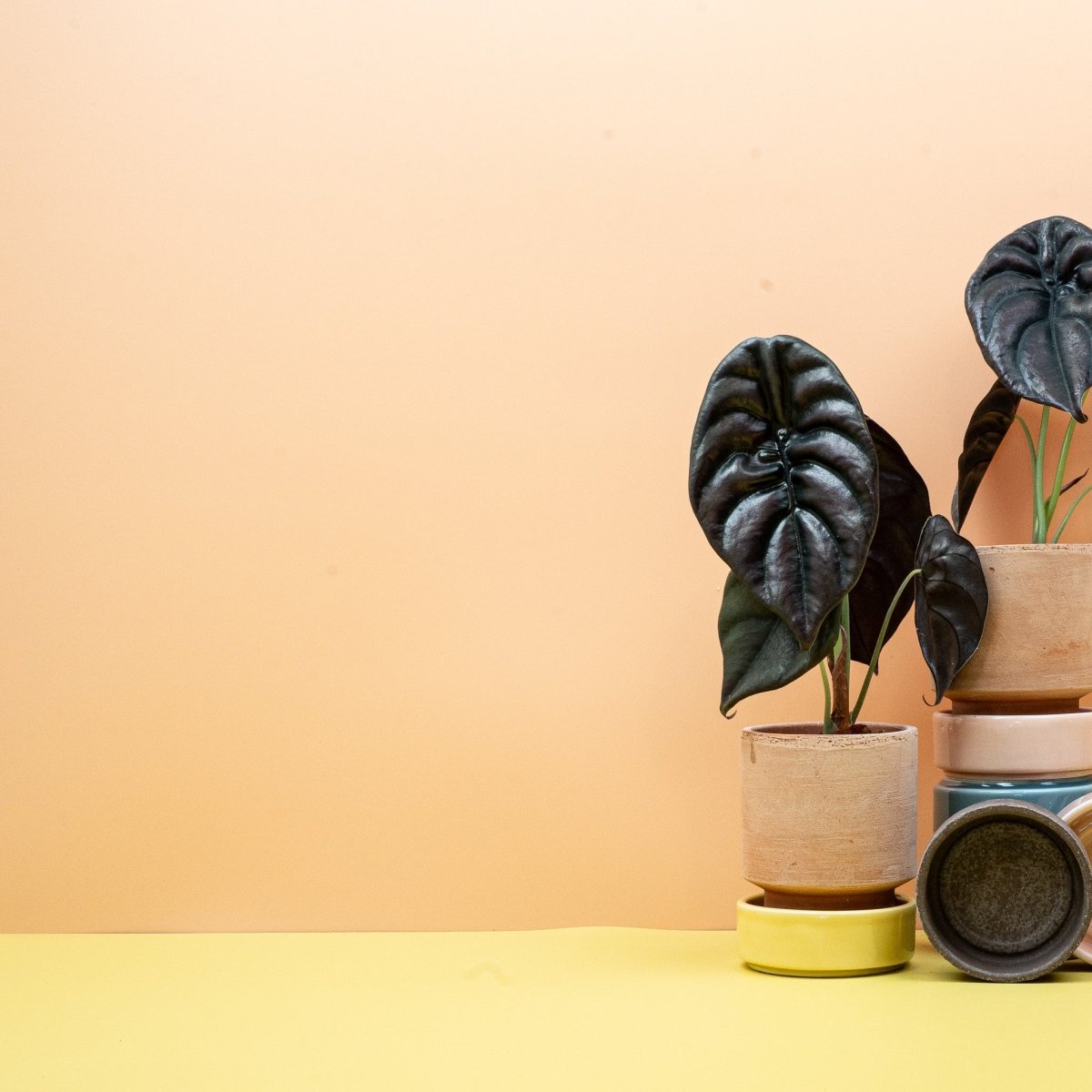 Alocasia cuprea Red Secret – dunkelgrün bis bronzefarbenes Laub – potflourri