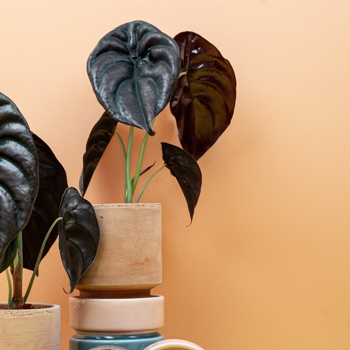 Alocasia Cuprea Red Secret – Ansicht 11