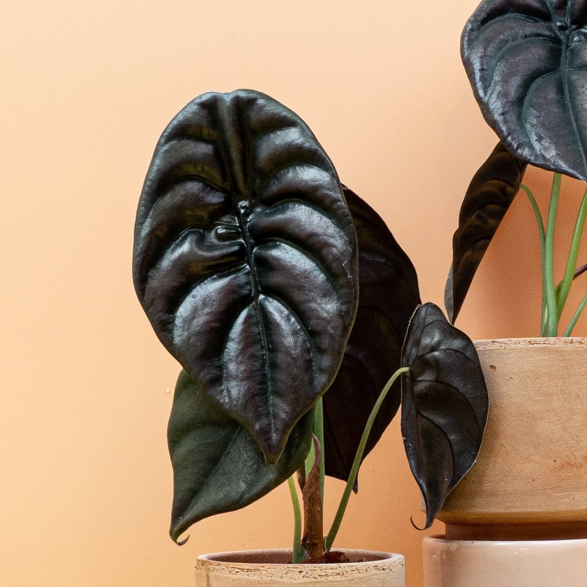 Alocasia cuprea Red Secret – kupferfarben glänzende Blattoberfläche – potflourri