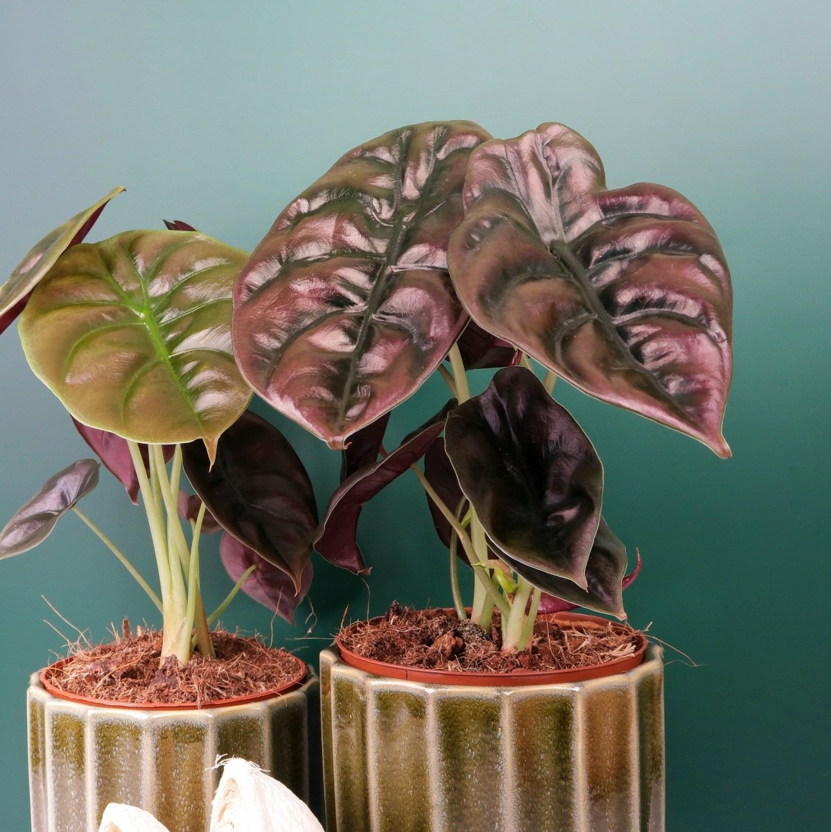 Alocasia Cuprea Red Secret, glänzende Oberfläche