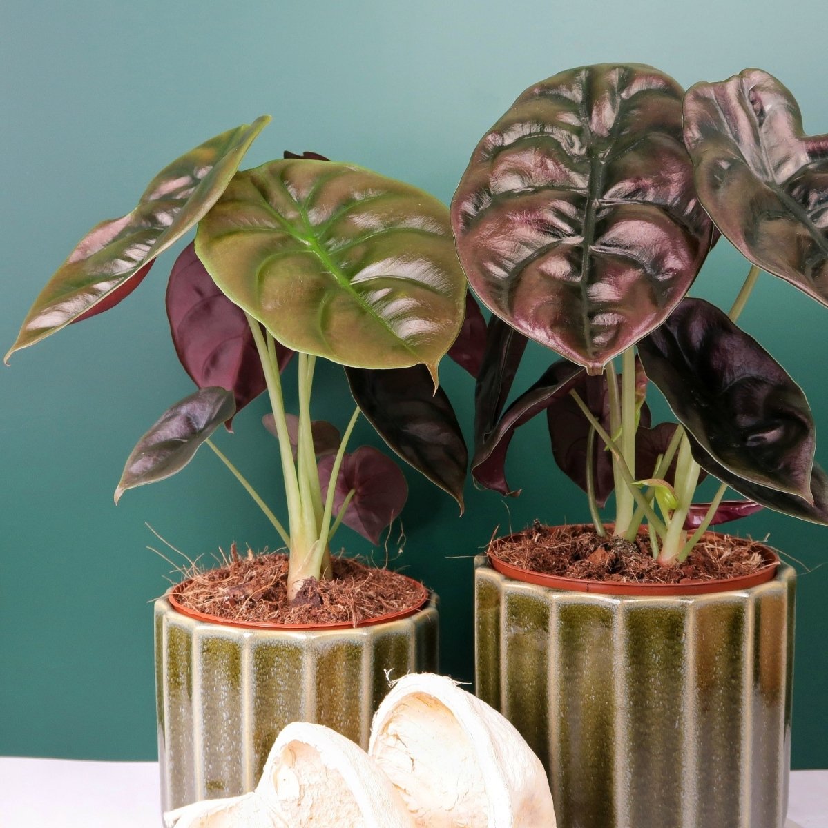 Alocasia Cuprea Red Secret, Kupfer- und Rottöne