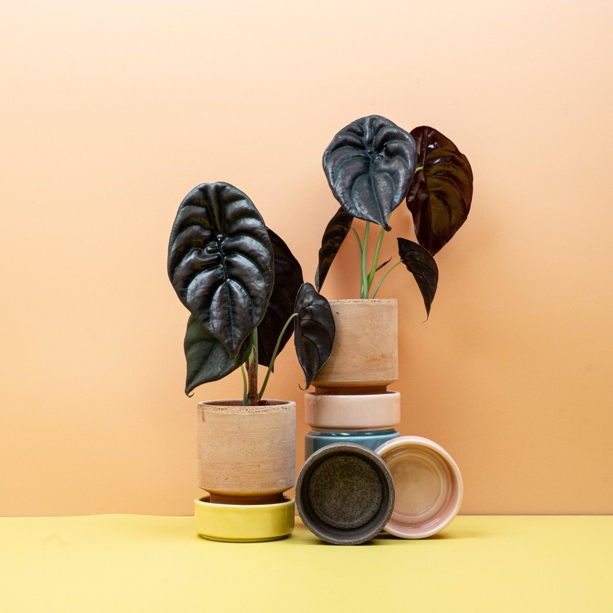 Alocasia cuprea Red Secret – Zimmerpflanze mit rotvioletter Blattunterseite – potflourri